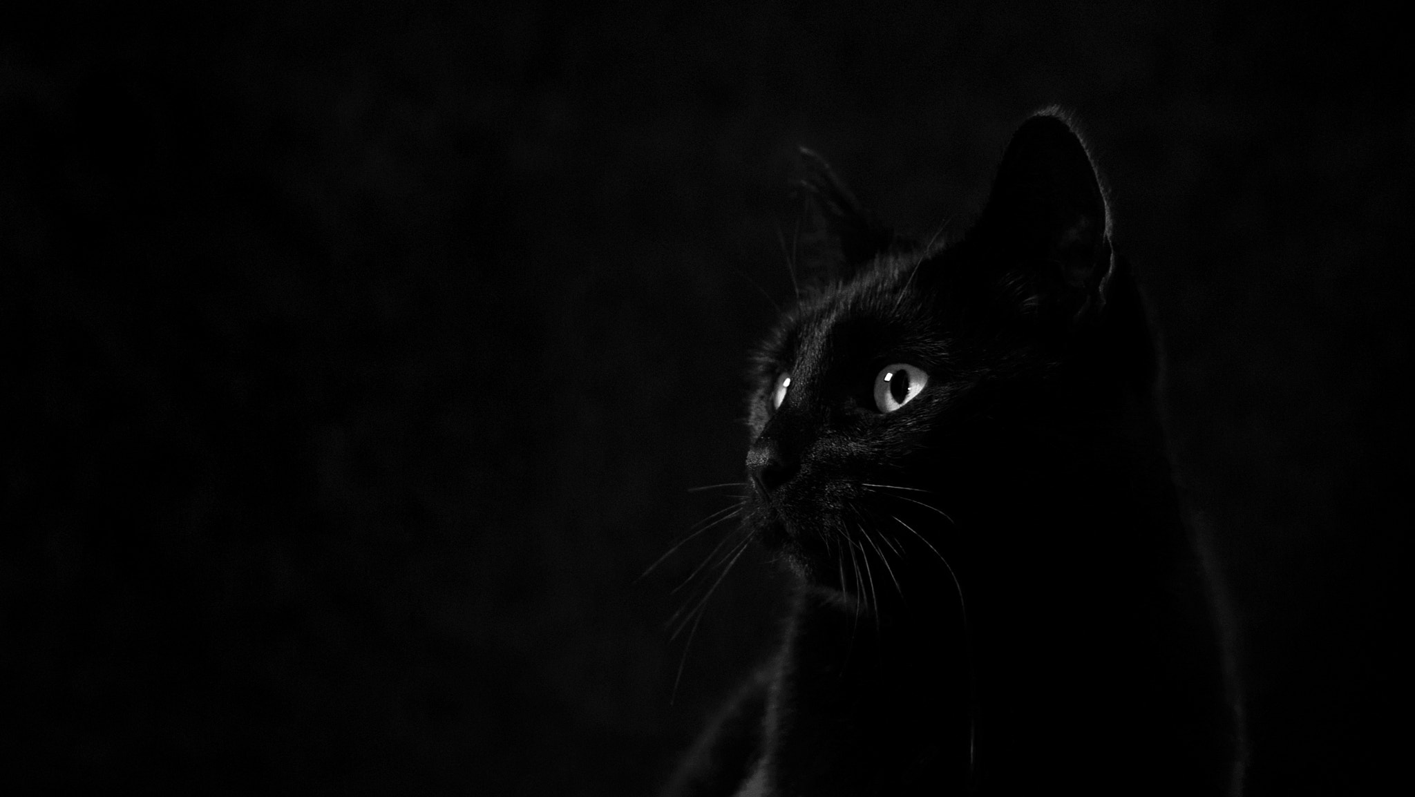 Sony a7S sample photo. Noodless the cat photography