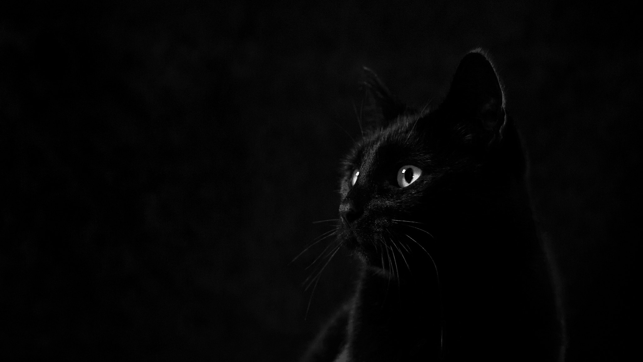 E 50mm F1.8 OSS sample photo. Noodless the cat photography