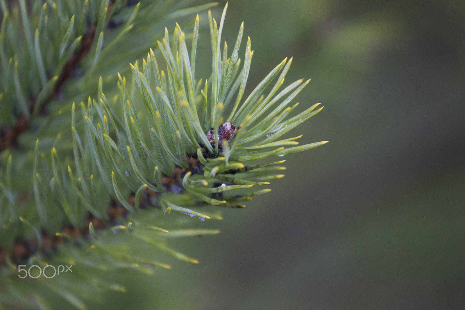 Canon EOS 700D (EOS Rebel T5i / EOS Kiss X7i) + Canon EF 70-200mm F4L USM sample photo. Beautiful looking tree photography