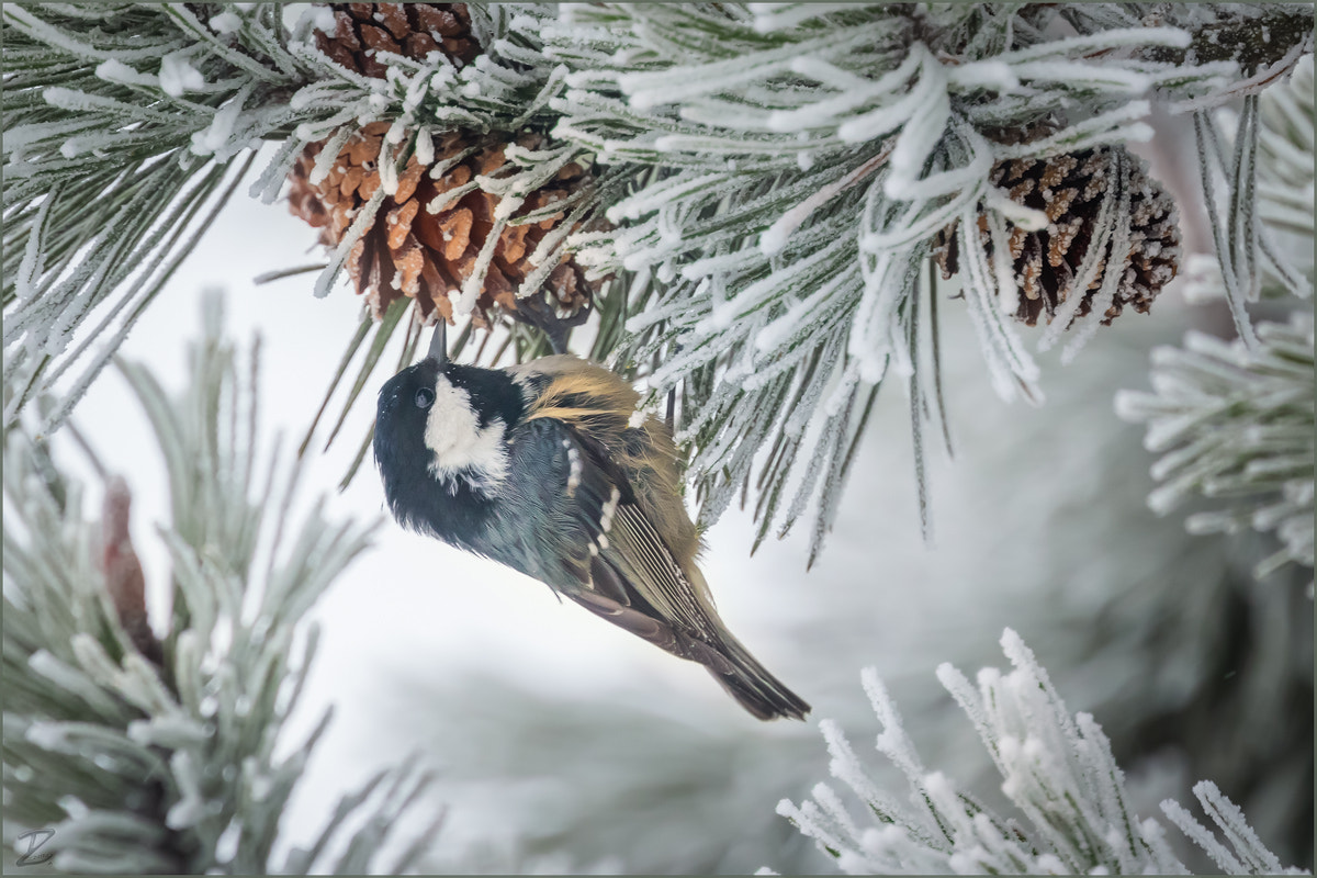 Canon EF 400mm F4 DO IS II USM sample photo. Tannenmeise - coal tit photography