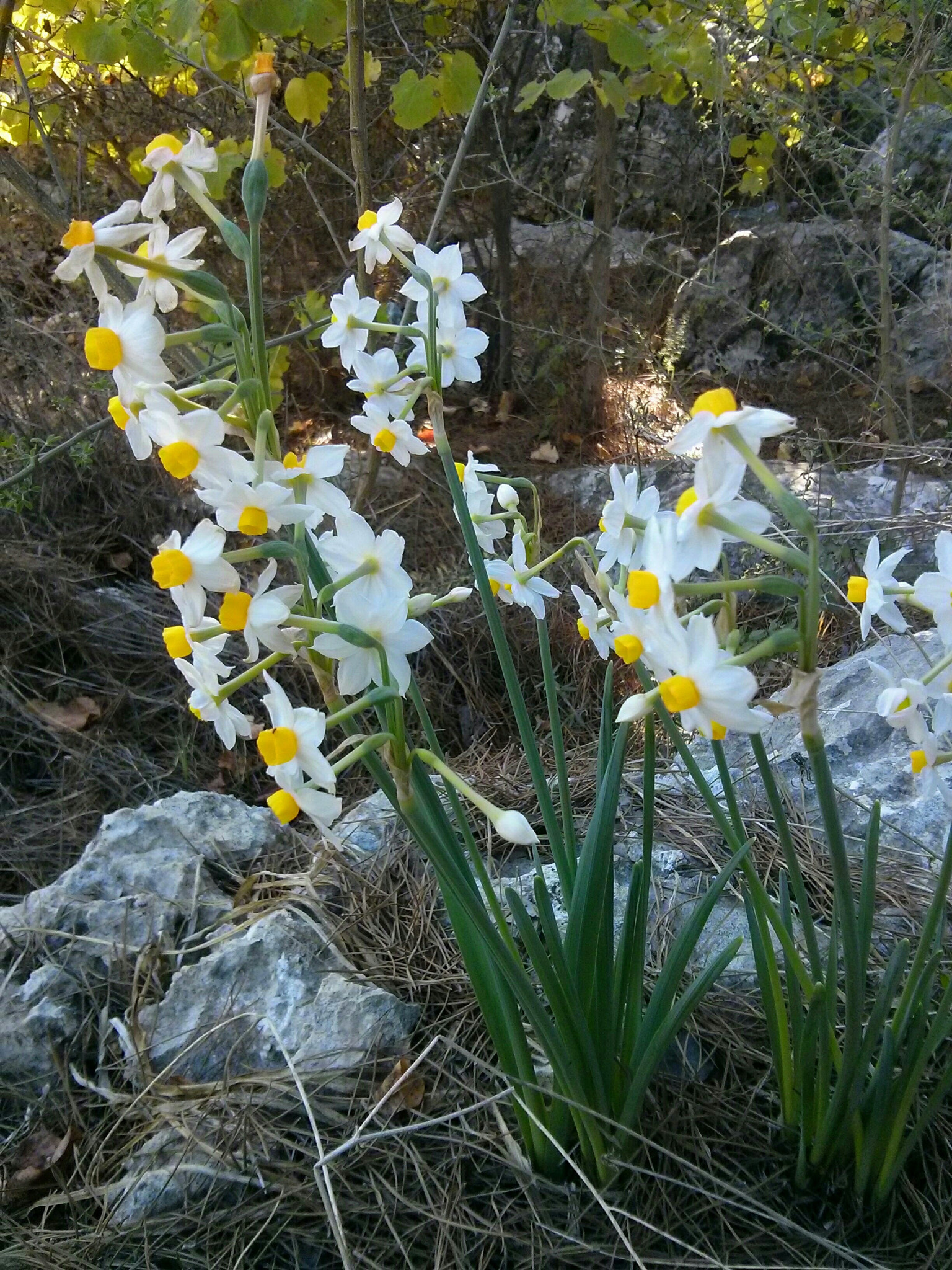 LG Nexus 4 sample photo. Narcissus photography