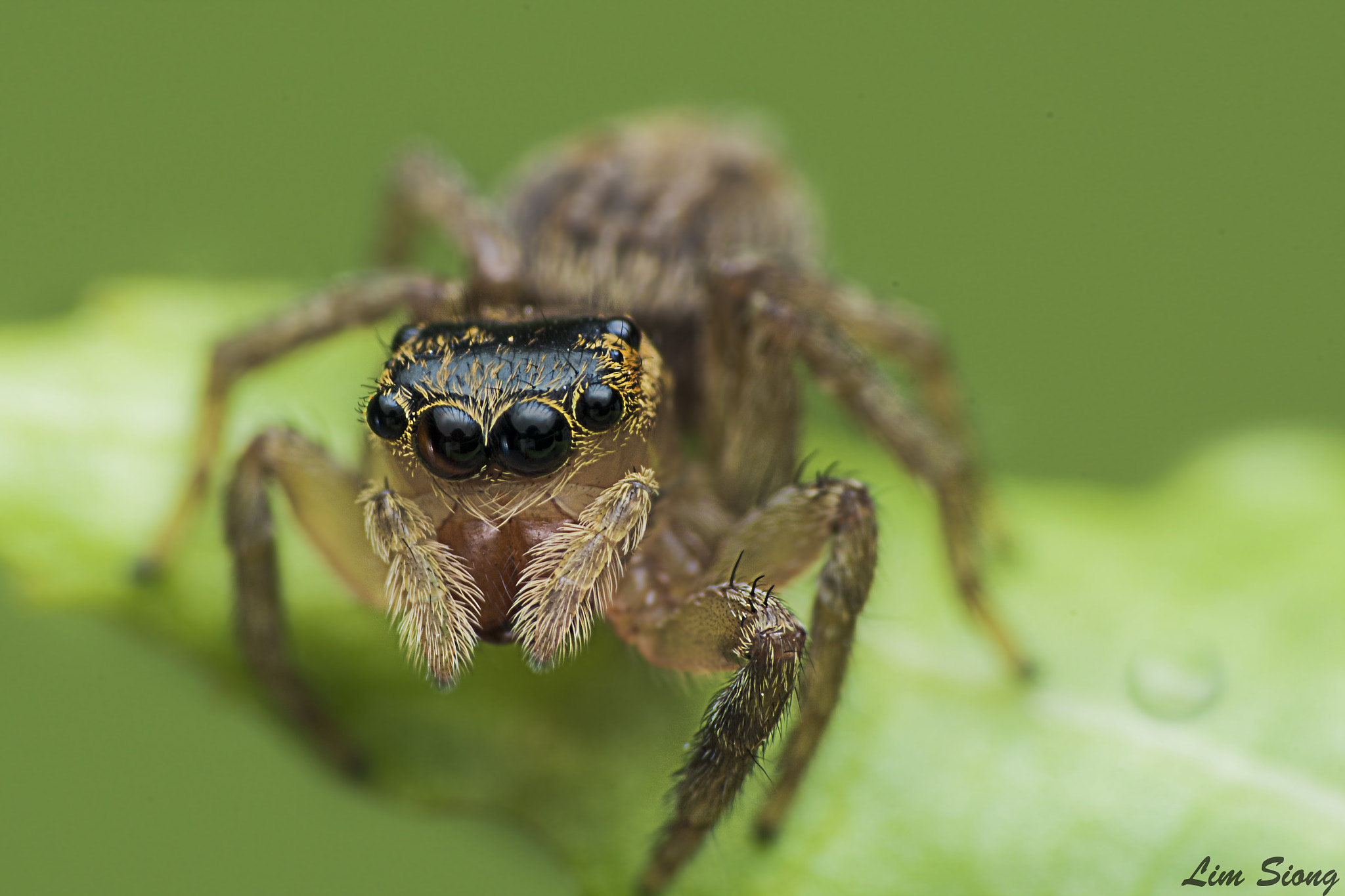 Sigma 70-300mm F4-5.6 APO DG Macro sample photo. Jumping spider photography