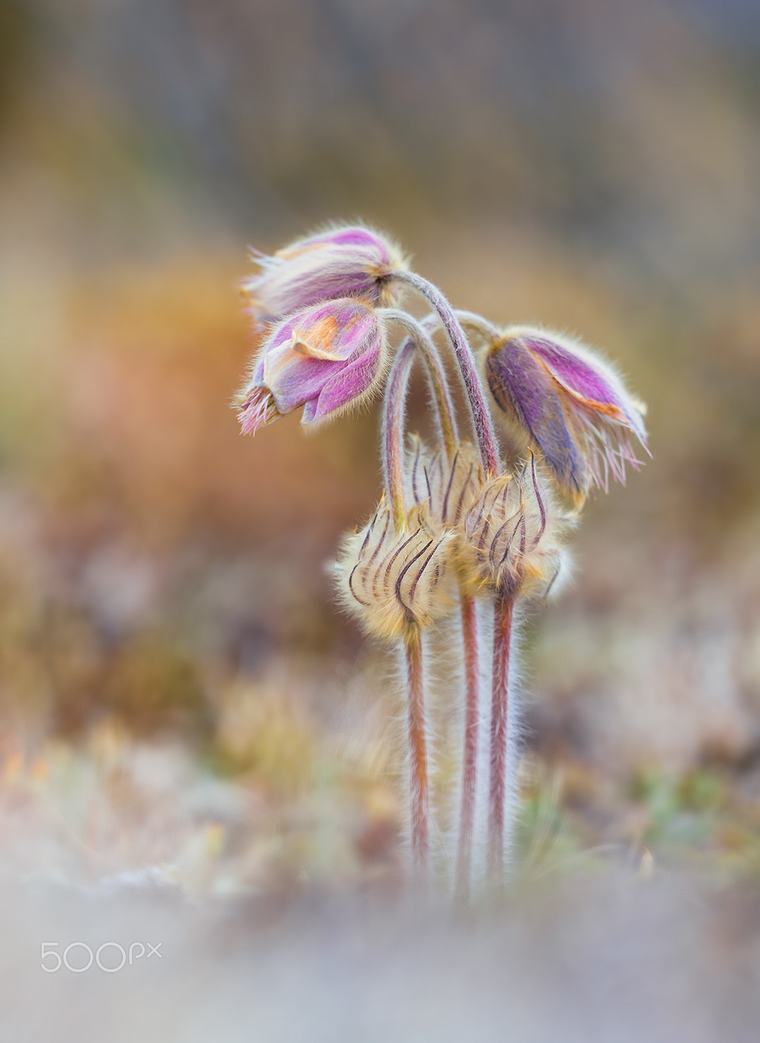 Nikon D700 + Sigma 150mm F2.8 EX DG Macro HSM sample photo. Trio  (pusatilla vernalis) photography