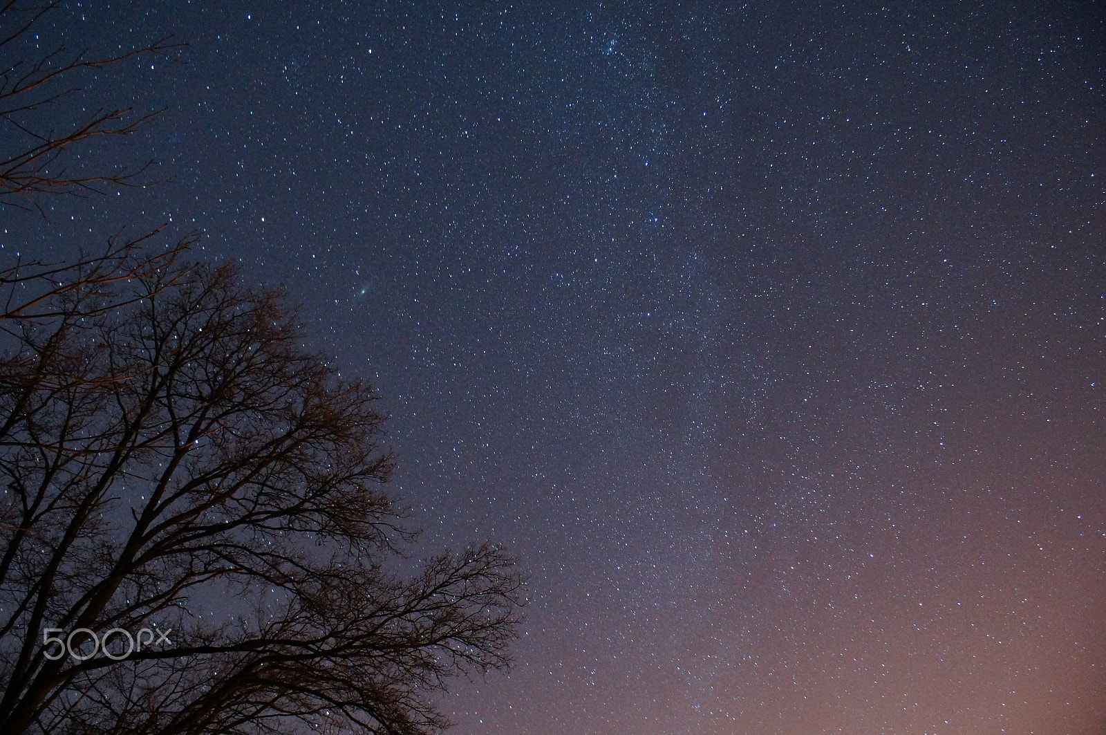 Sony DT 18-70mm F3.5-5.6 sample photo. Branches in the sky sprinkled by stars photography
