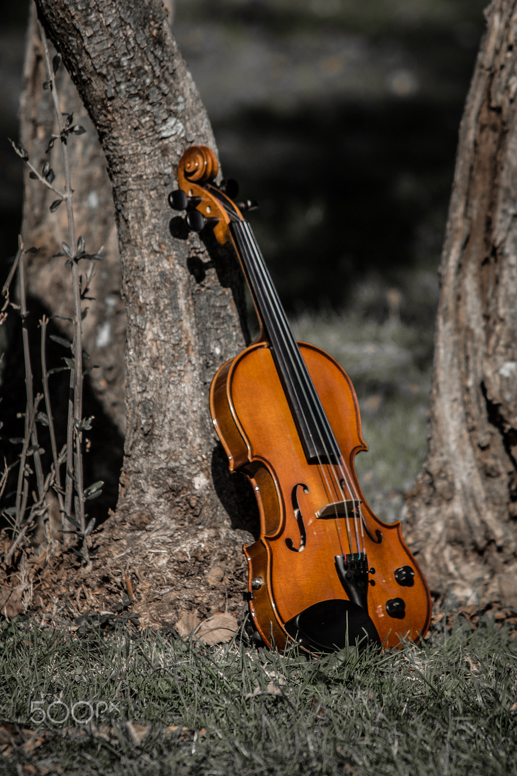 Canon EF 70-300mm F4-5.6 IS USM sample photo. Violin photography