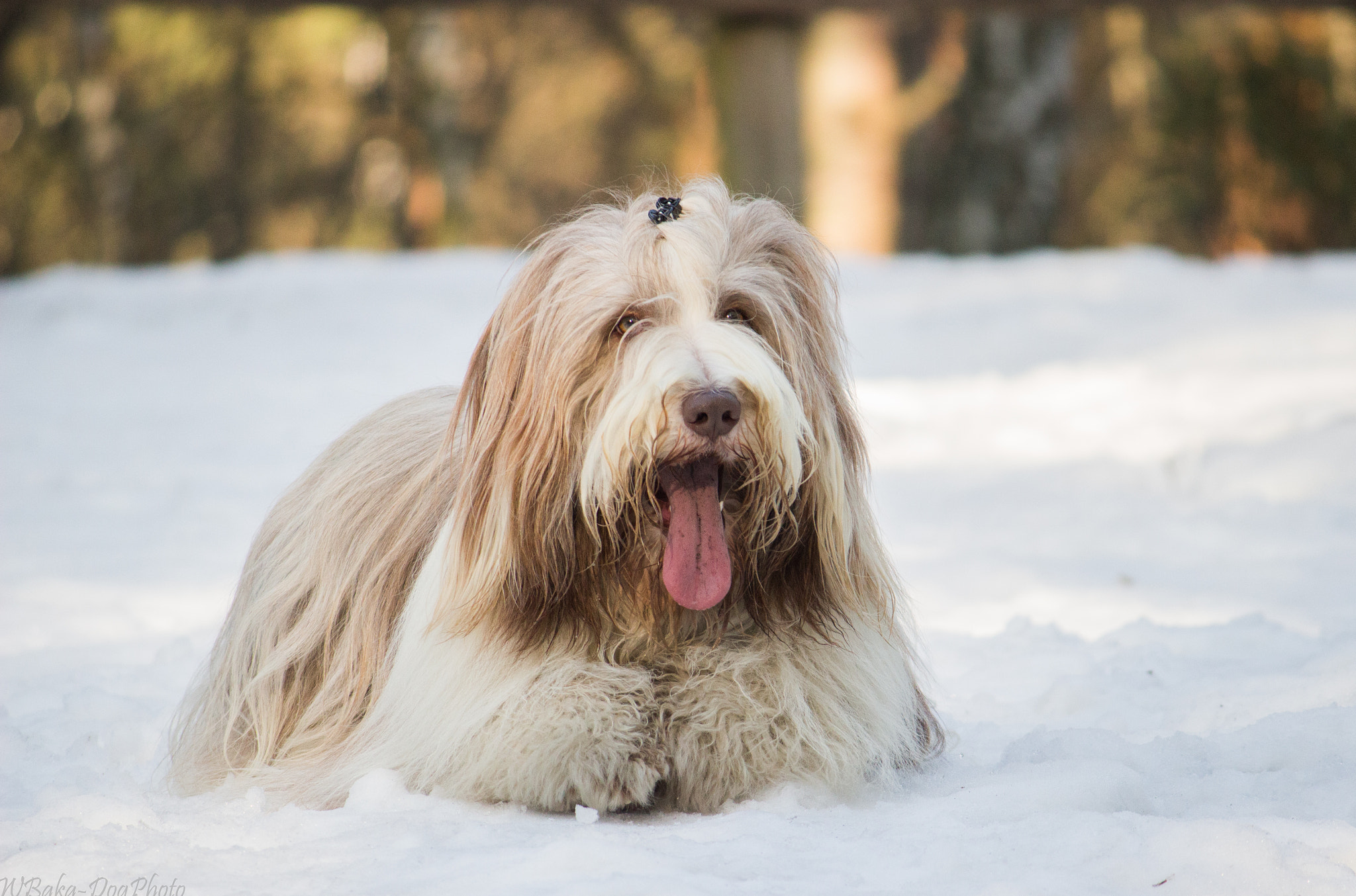 Canon EF-S 55-250mm F4-5.6 IS II sample photo. Winter sammy photography