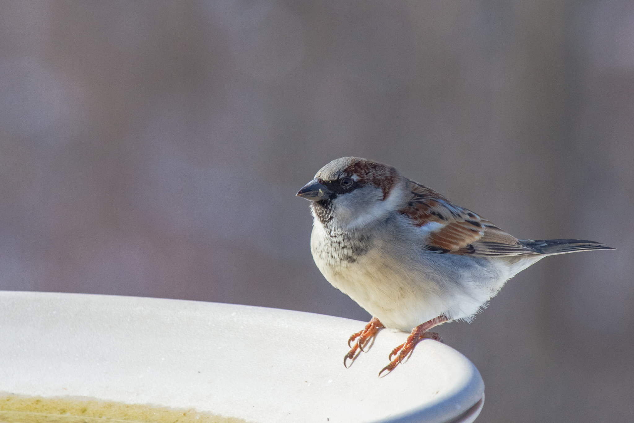 Canon EF-S 55-250mm F4-5.6 IS STM sample photo. Bird i 170130 photography