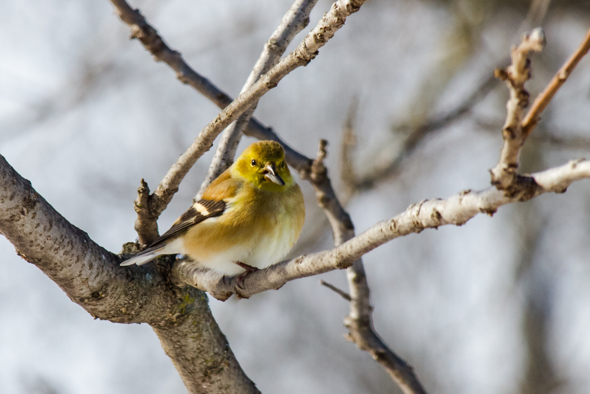 Canon EF-S 55-250mm F4-5.6 IS STM sample photo. Bird ii 170130 photography