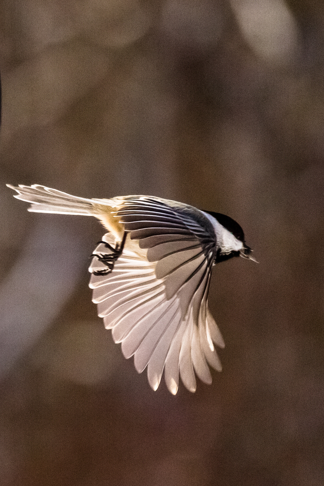 Canon EF-S 55-250mm F4-5.6 IS STM sample photo. Bird iii 170130 photography