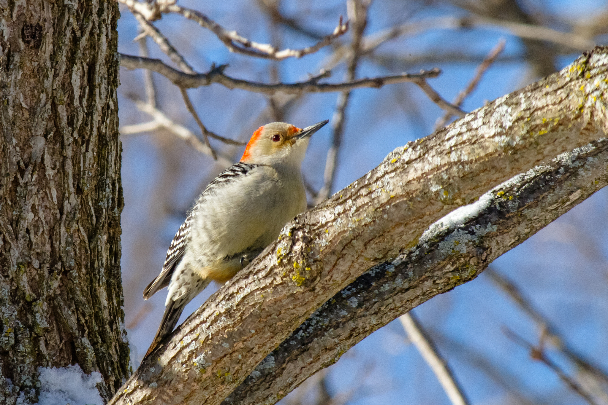 Canon EF-S 55-250mm F4-5.6 IS STM sample photo. Bird iv 170130 photography