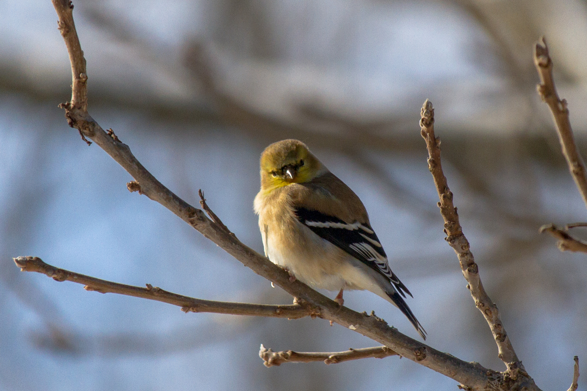 Canon EF-S 55-250mm F4-5.6 IS STM sample photo. Bird v 170130 photography
