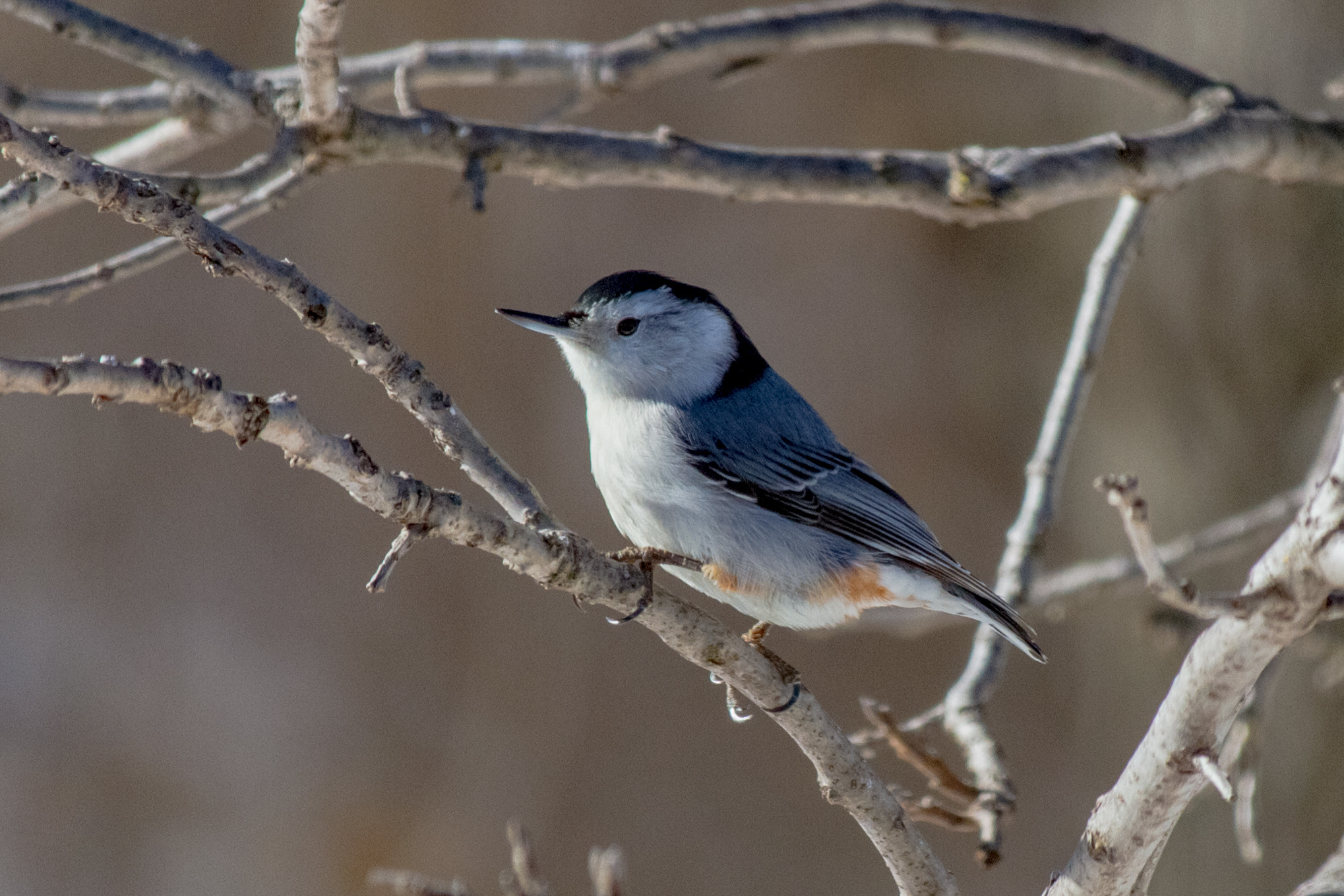 Canon EF-S 55-250mm F4-5.6 IS STM sample photo. Bird vi 170130 photography