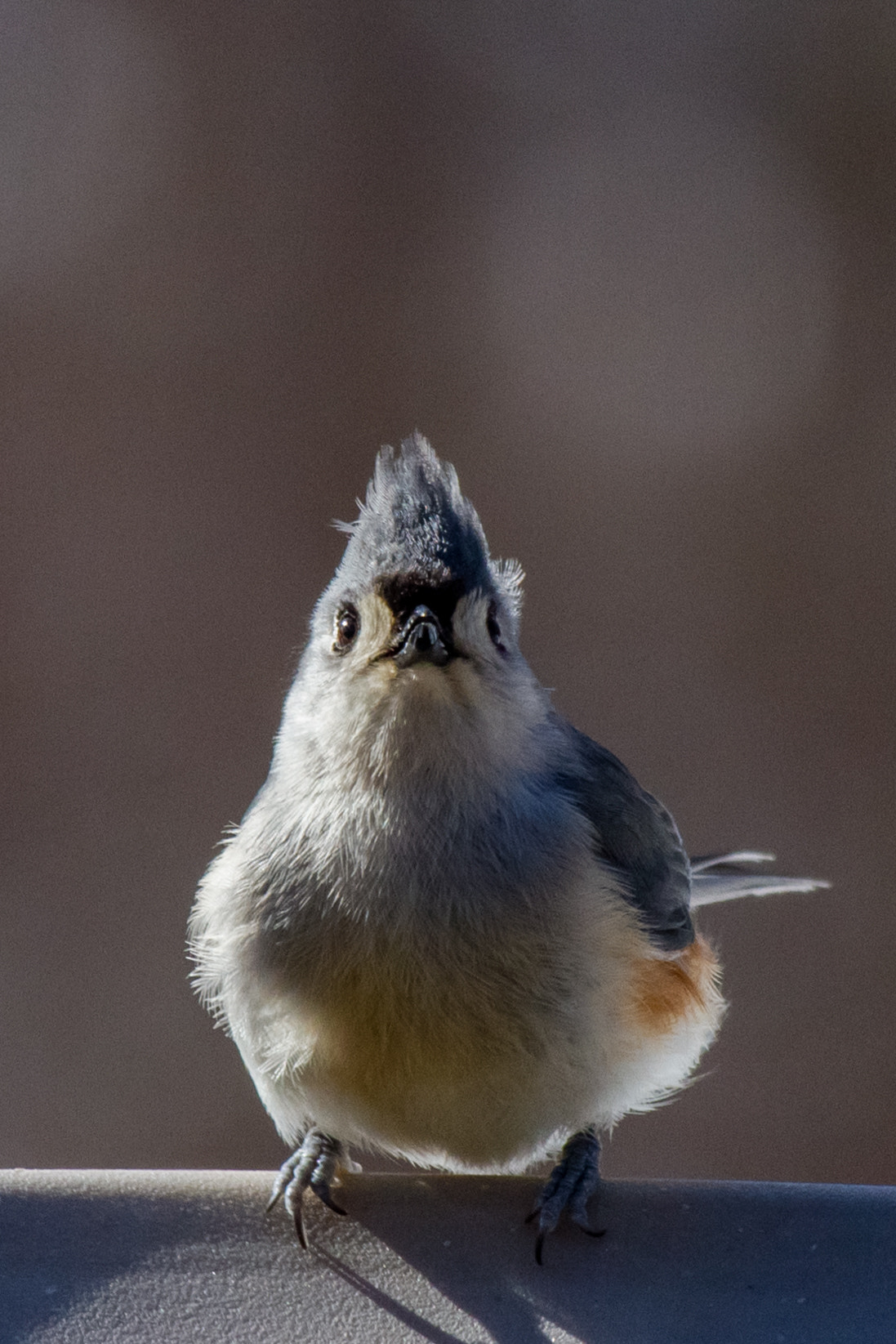 Canon EF-S 55-250mm F4-5.6 IS STM sample photo. Bird vii 170130 photography