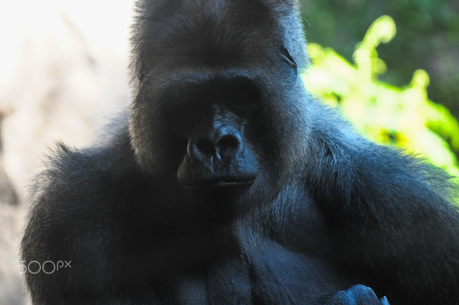 Nikon D300 + Sigma 150mm F2.8 EX DG Macro HSM sample photo. Strong adult black gorilla photography