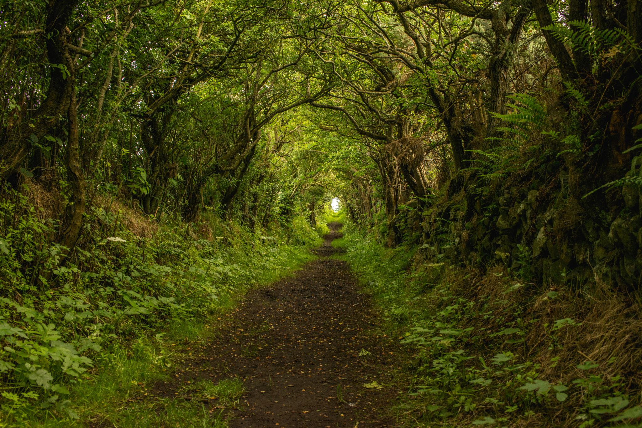 Nikon D800 sample photo. Tree tunnel photography