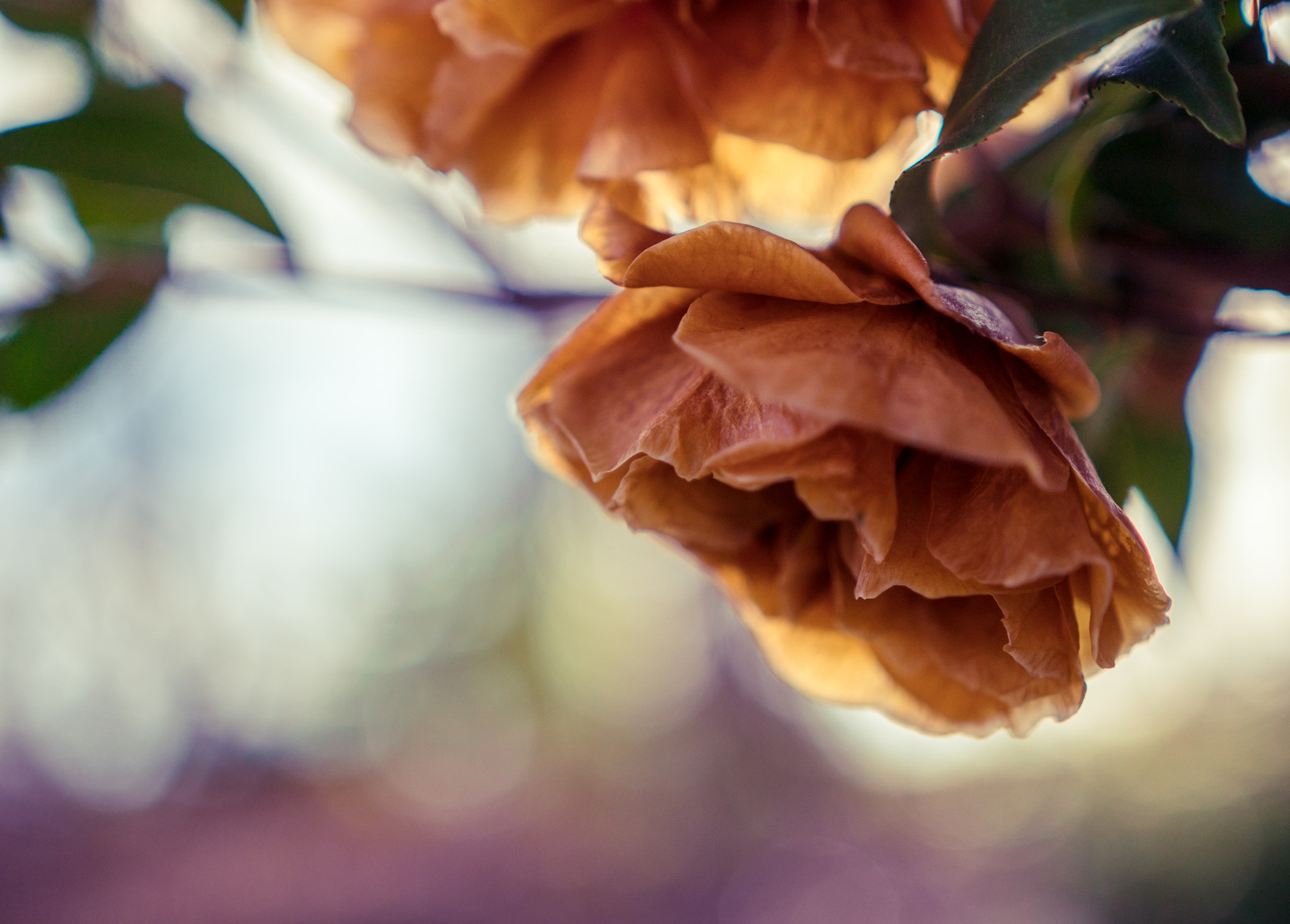 Sony a6300 + 18-35mm F1.8 DC HSM | Art 013 sample photo. Camellias photography