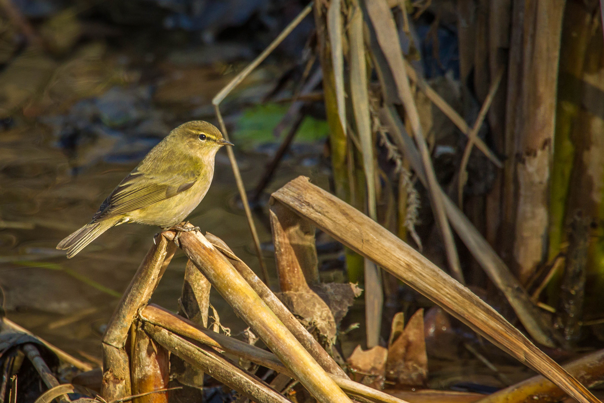 Canon EOS-1D Mark IV sample photo. Mosquitero photography