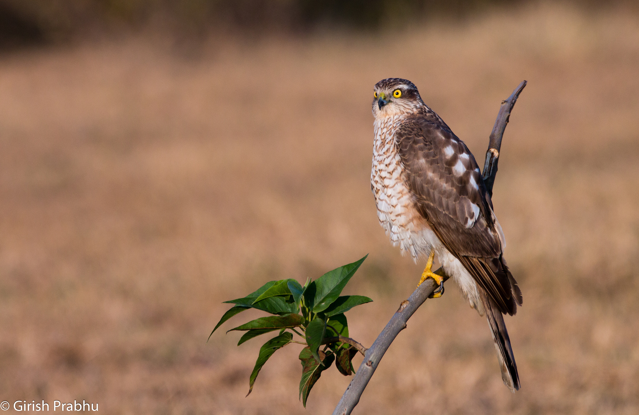150-600mm F5-6.3 DG OS HSM | Contemporary 015 sample photo. Eurasian sparrowhawk - female photography