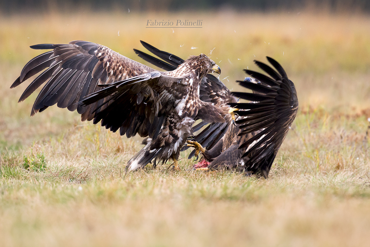 Canon EF 500mm F4L IS II USM sample photo. Sea eagles photography
