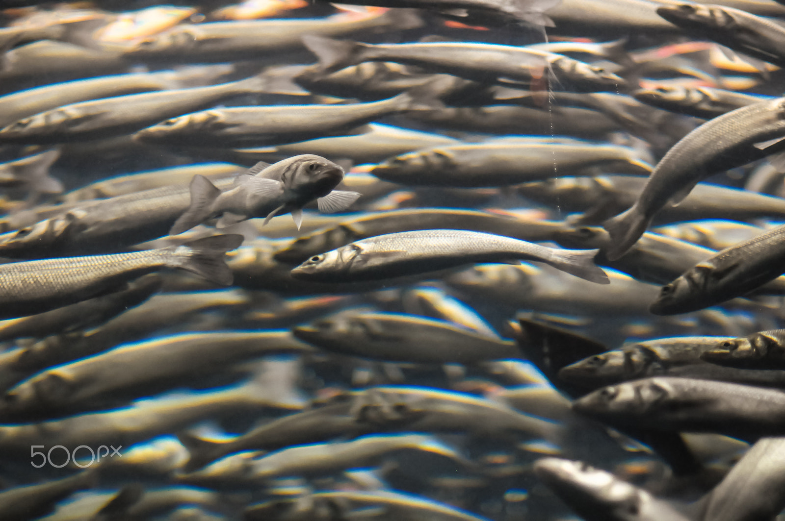 Nikon D300 sample photo. School of silver gray fish photography