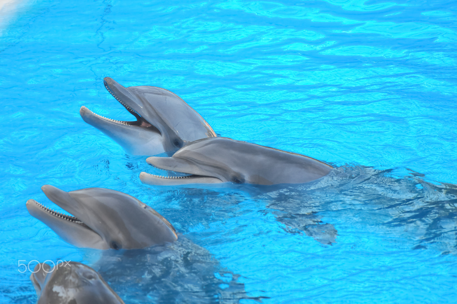 Nikon D300 + Sigma APO Tele Macro 300mm F4 sample photo. Funny dolphins photography