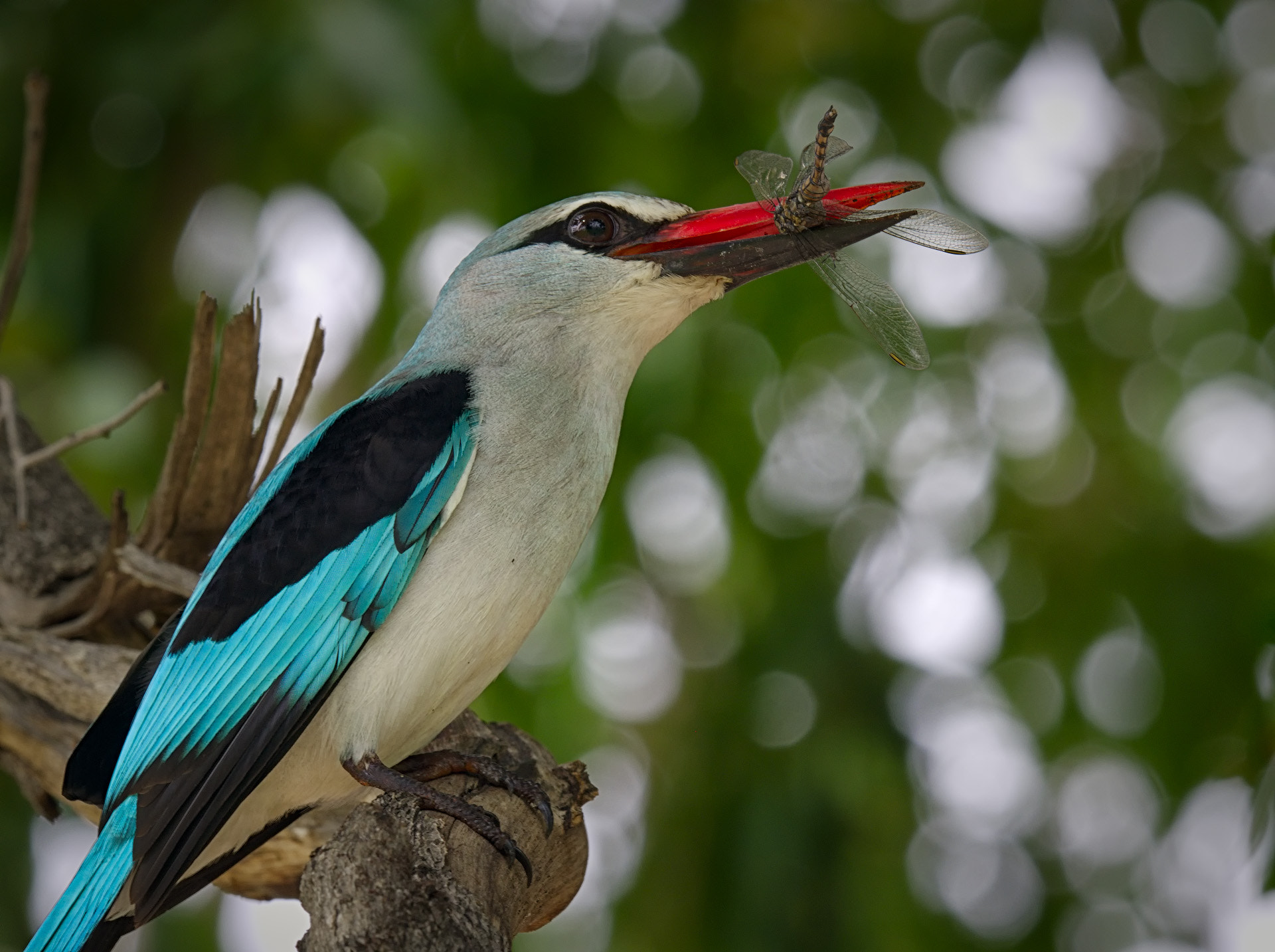 Olympus OM-D E-M1 Mark II + OLYMPUS M.300mm F4.0 sample photo. Kingfisher photography