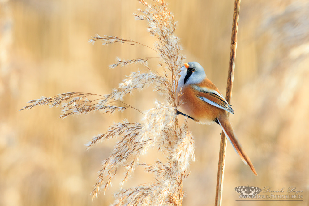 Canon EF 600mm F4L IS II USM sample photo. Bearded reedling (panurus biarmicus) photography