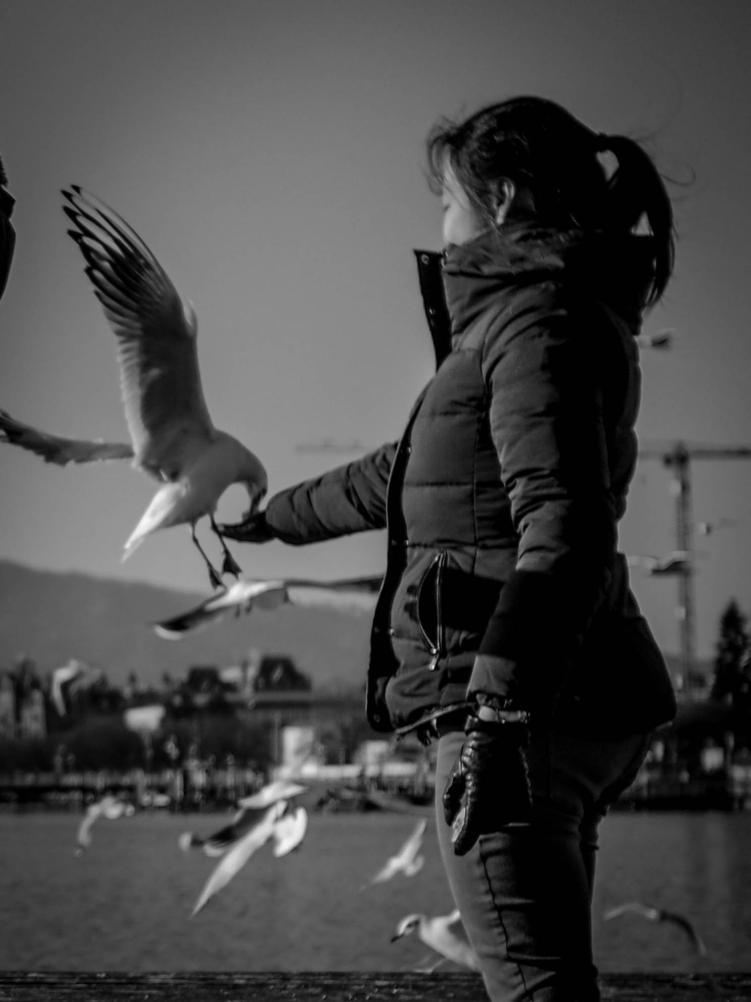 Olympus OM-D E-M5 II + Olympus M.Zuiko Digital 17mm F1.8 sample photo. Birds photography