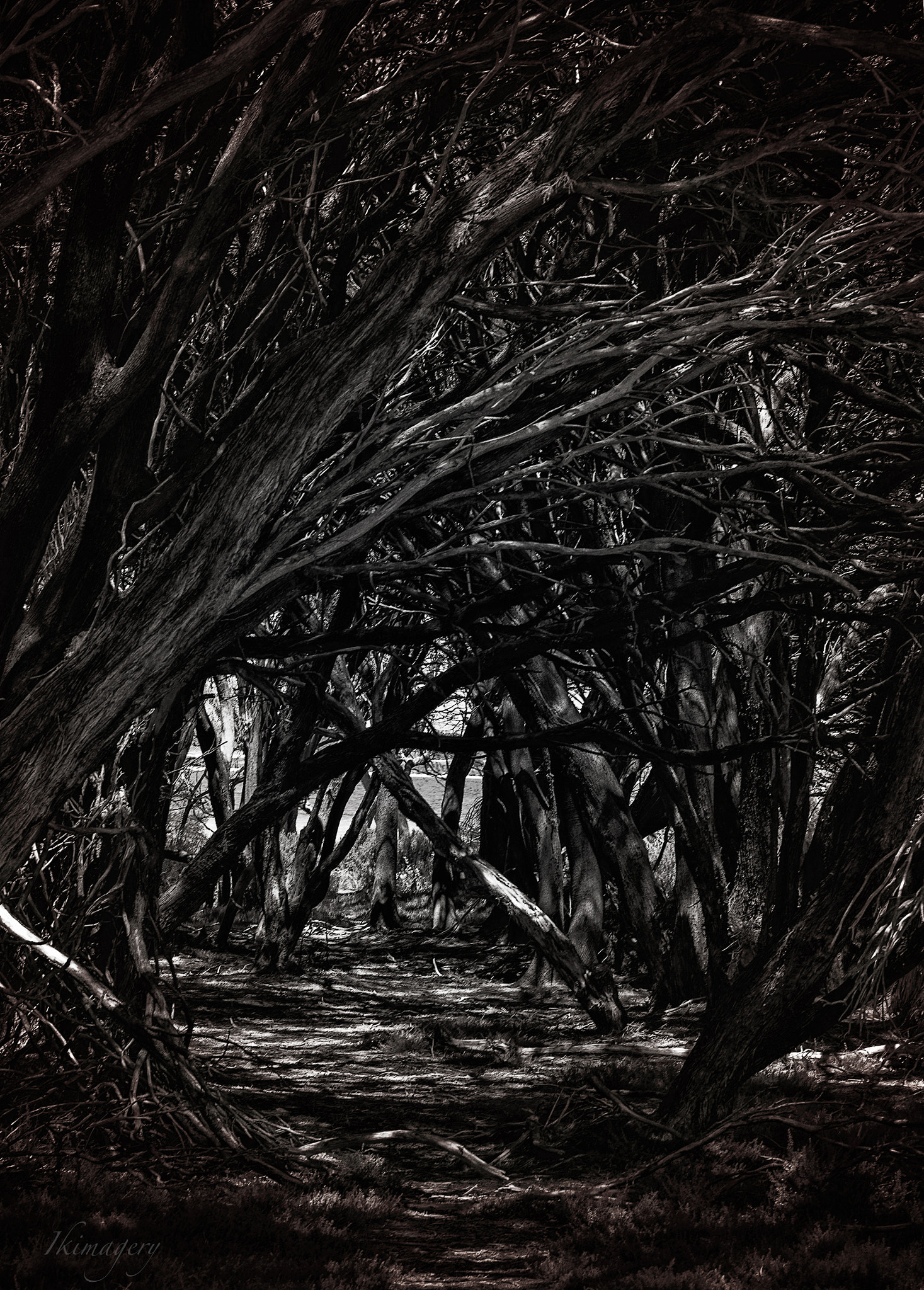 Nikon D4 sample photo. Rottnest into the woods photography