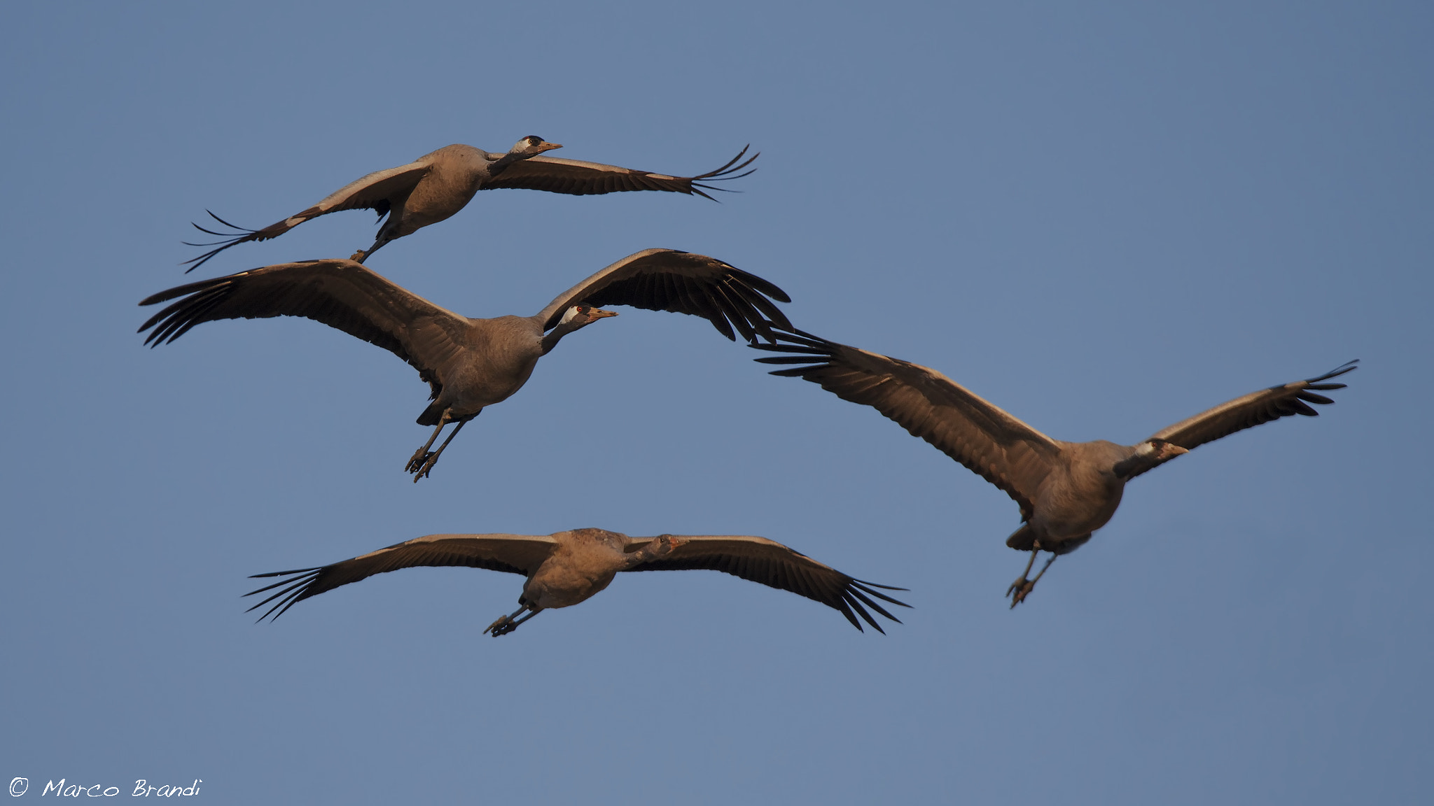 Sigma 150-600mm F5-6.3 DG OS HSM | S sample photo. Grus grus photography
