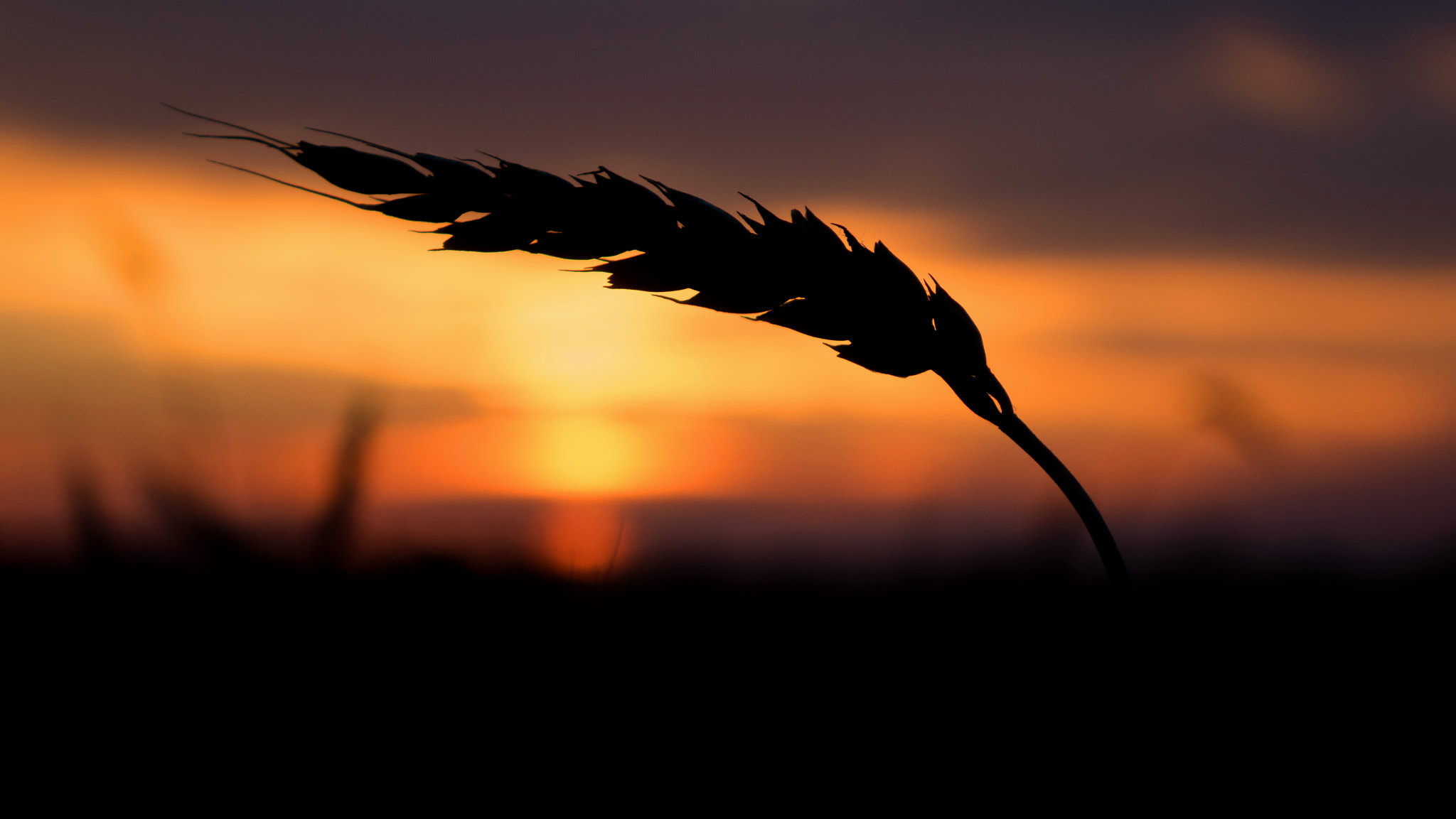 Sony Cyber-shot DSC-RX10 + 24-200mm F2.8 sample photo. Dawn photography