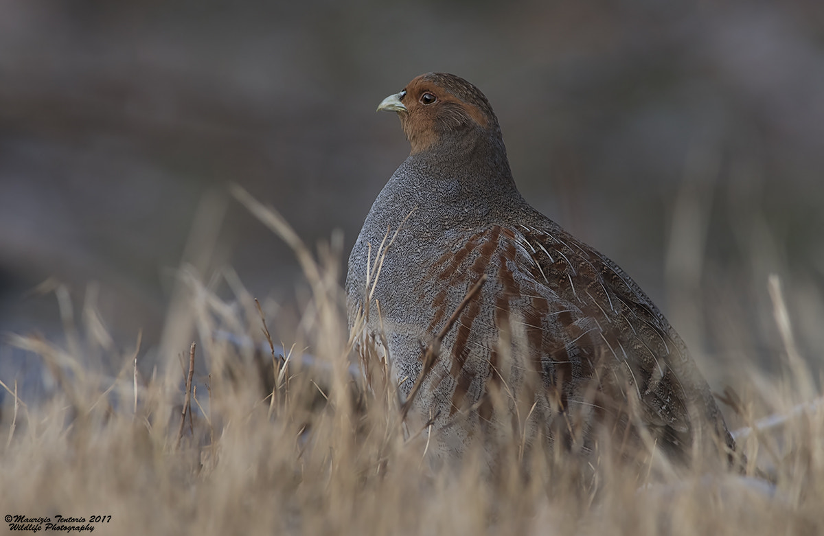 Nikon D5 + Nikon AF-S Nikkor 300mm F2.8G ED VR II sample photo. Starna perdix perdix photography