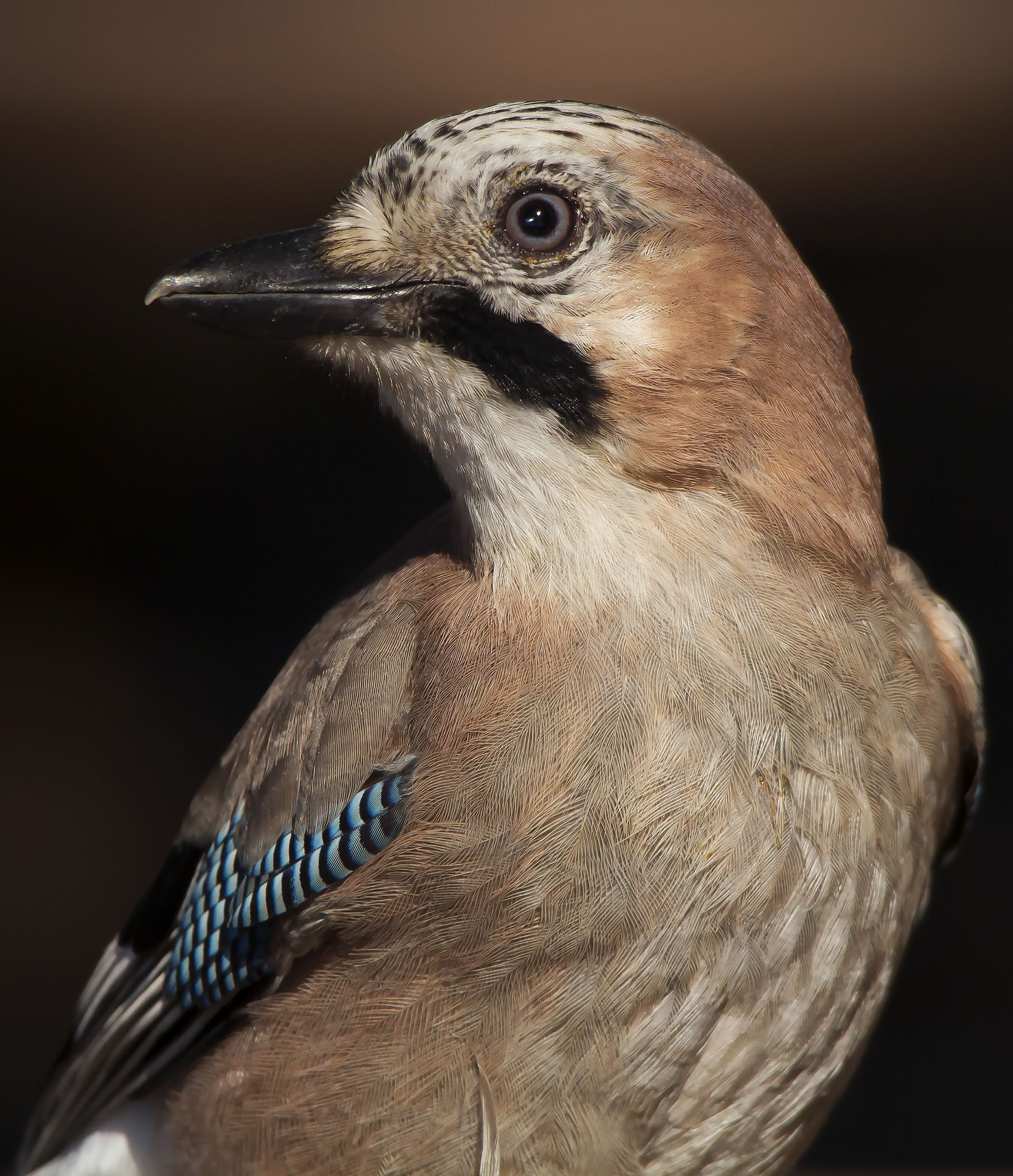 Sigma 150-500mm F5-6.3 DG OS HSM sample photo. Jay, ghiandaia  photography
