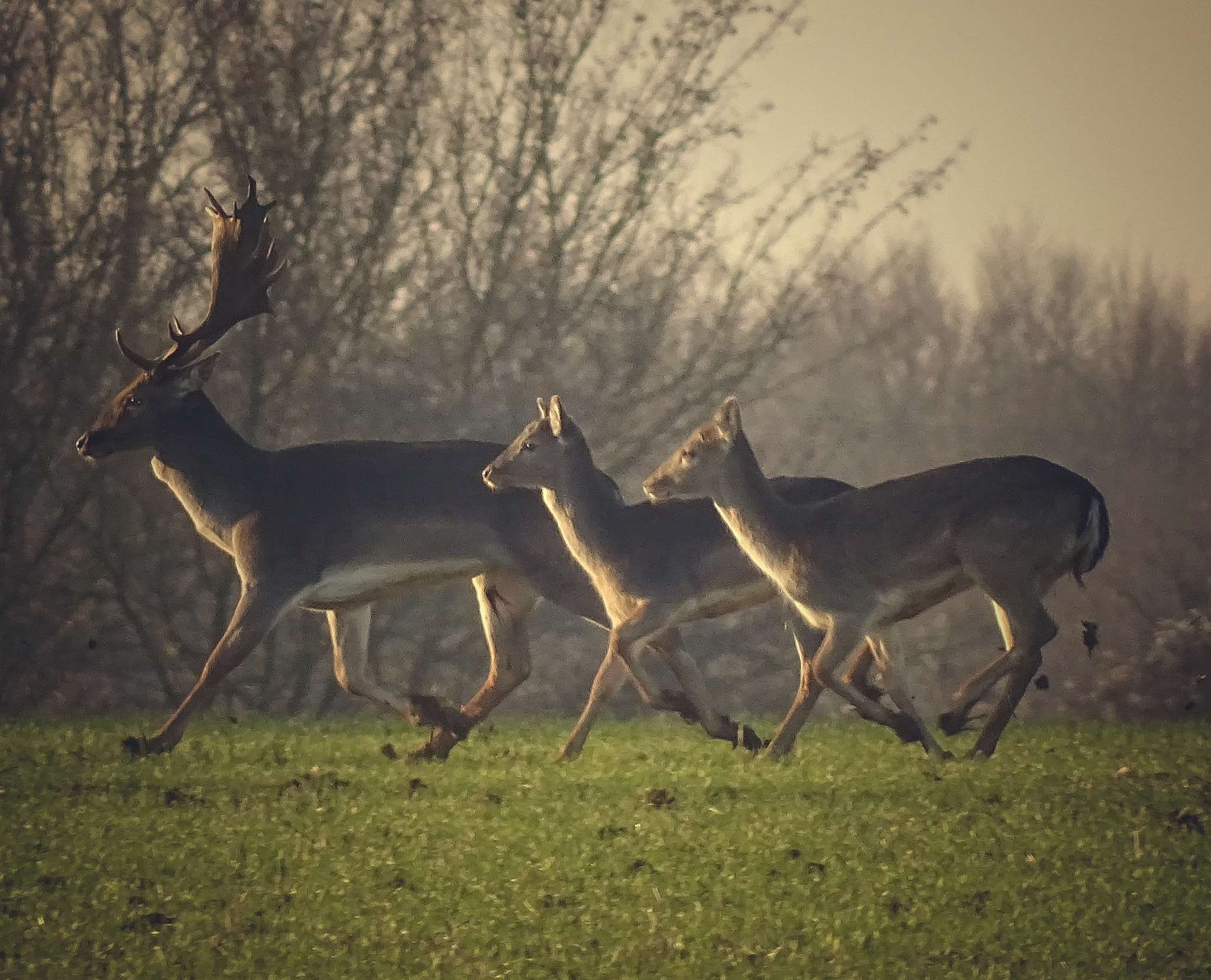 Sony Cyber-shot DSC-HX400V sample photo. Deer of high easter essex photography