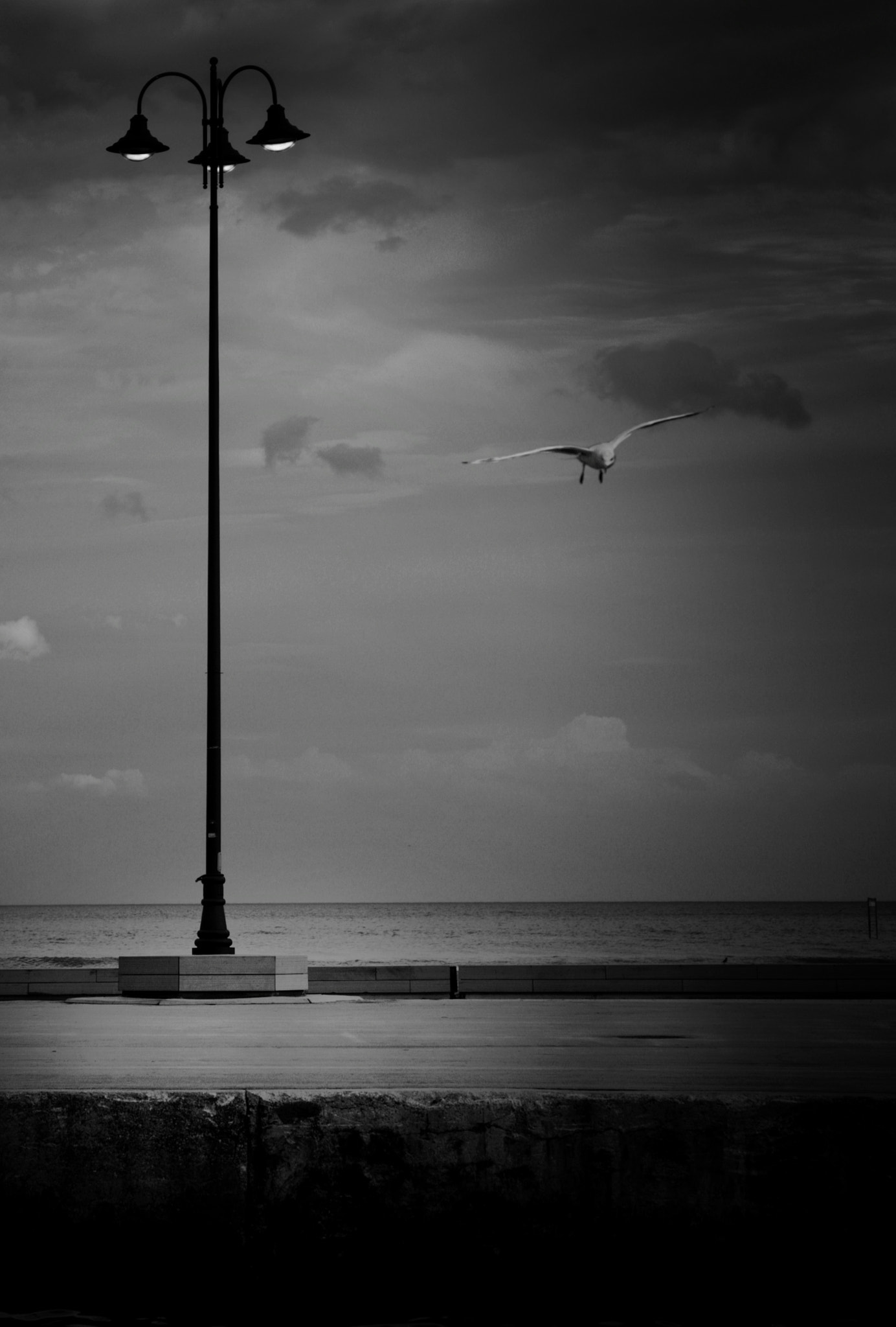 Canon EOS 400D (EOS Digital Rebel XTi / EOS Kiss Digital X) sample photo. Rimini's seagull photography