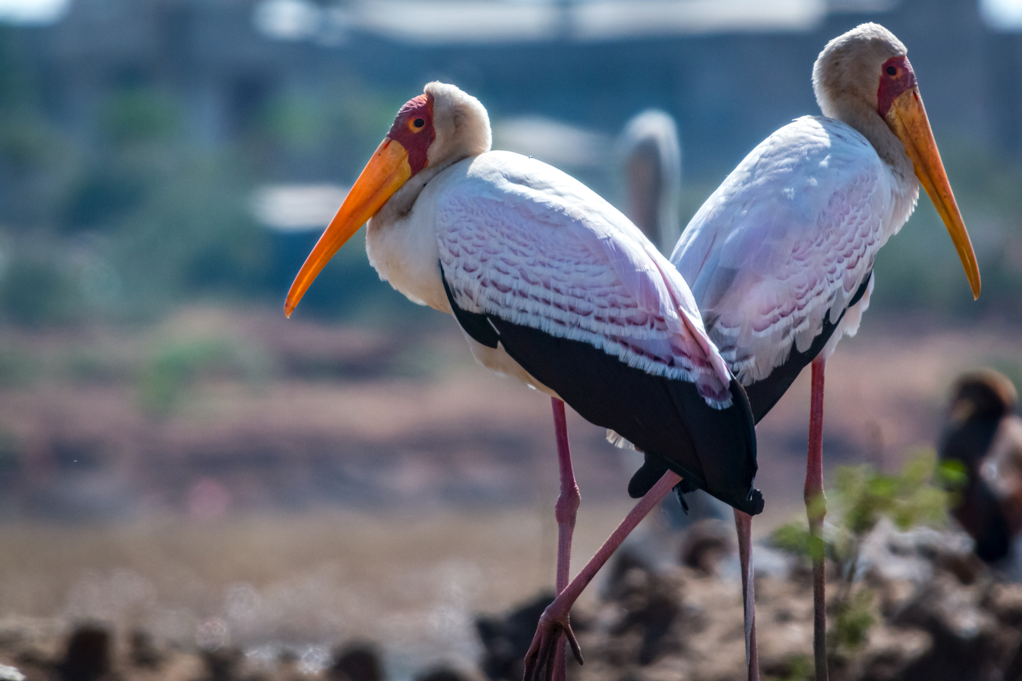 Canon EF 28-300mm F3.5-5.6L IS USM sample photo. Marabu beauty photography