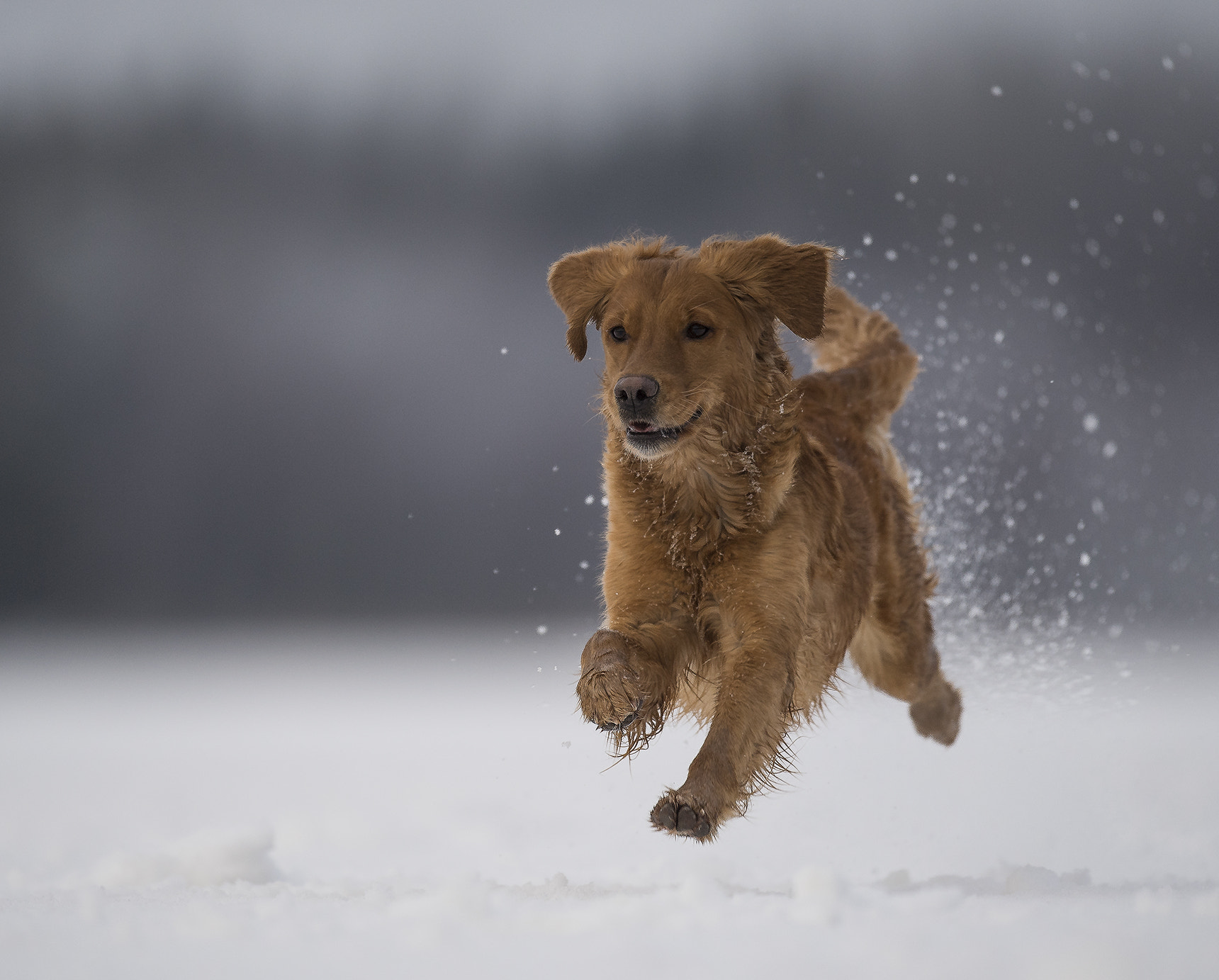 Nikon D5 + Nikon AF-S Nikkor 500mm F4G ED VR sample photo. I can fly........ photography