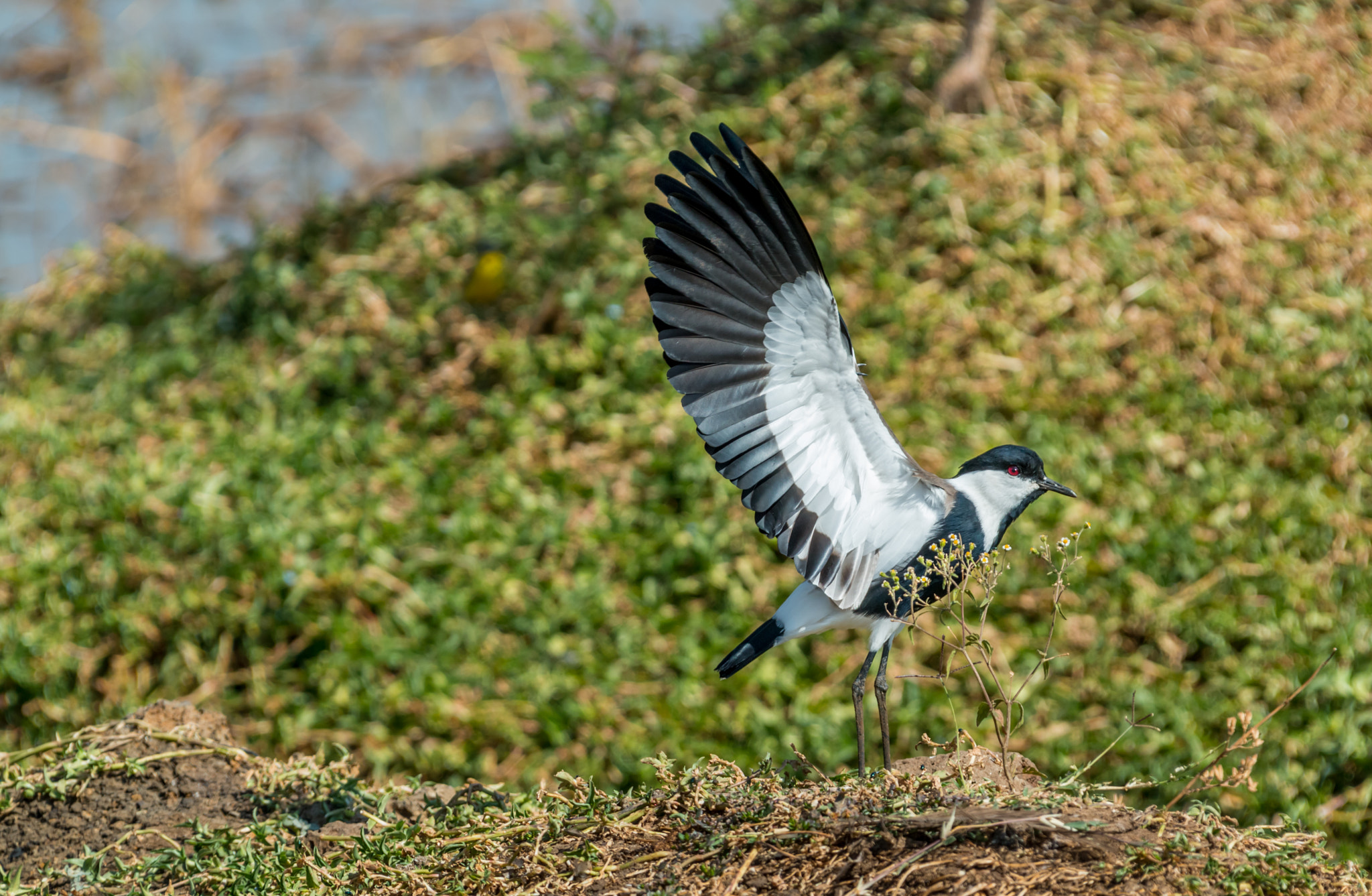 Canon EF 28-300mm F3.5-5.6L IS USM sample photo. Spreading wings photography