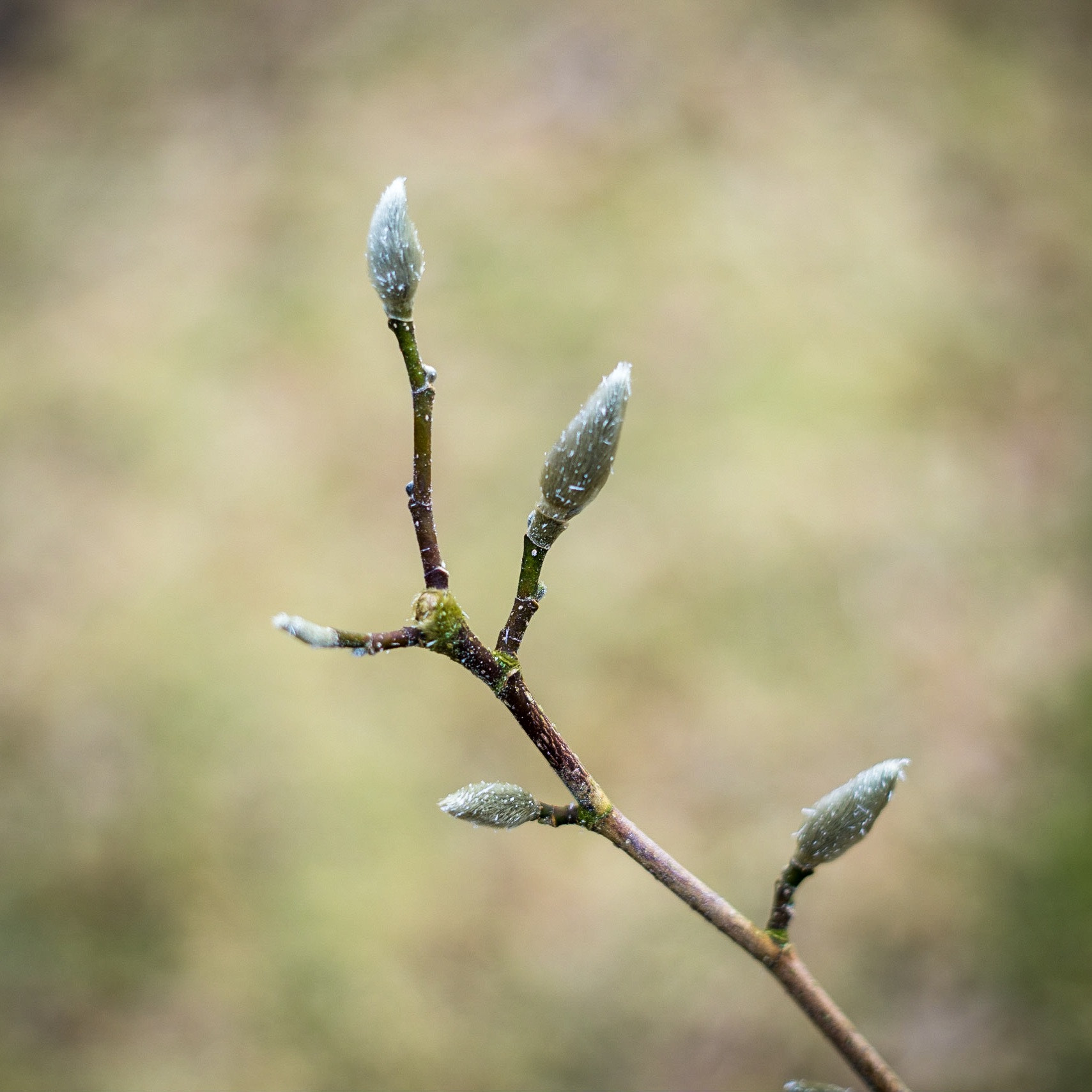 Sony a7R + E 50mm F0 sample photo. Nature photography