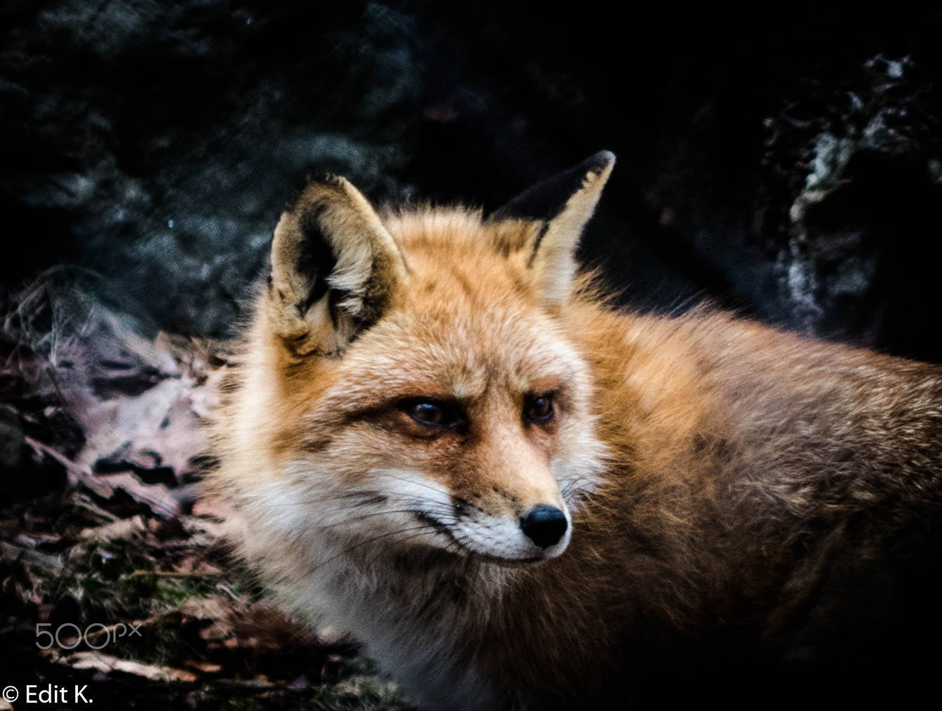 Nikon D3400 sample photo. Roxy the fierce fox... photography