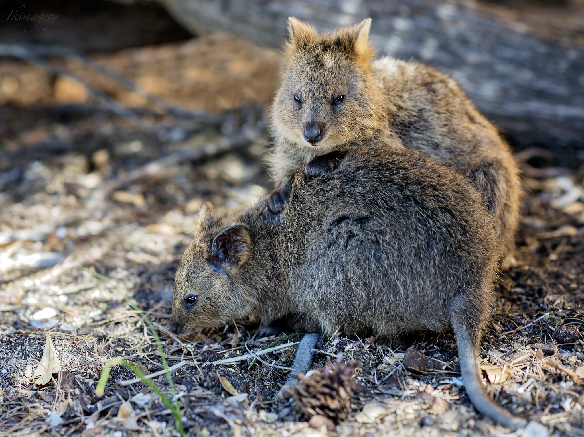 Nikon D4 + Nikon AF-S Nikkor 85mm F1.4G sample photo. Rottnest extra quokkas are back photography