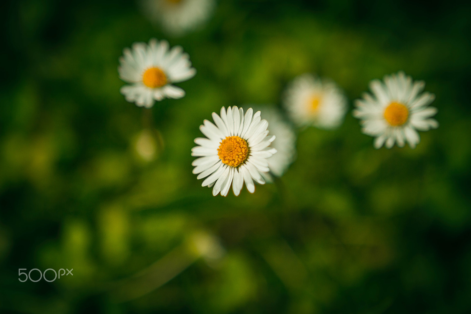 Canon EOS 7D sample photo. Daisies no. 3 photography