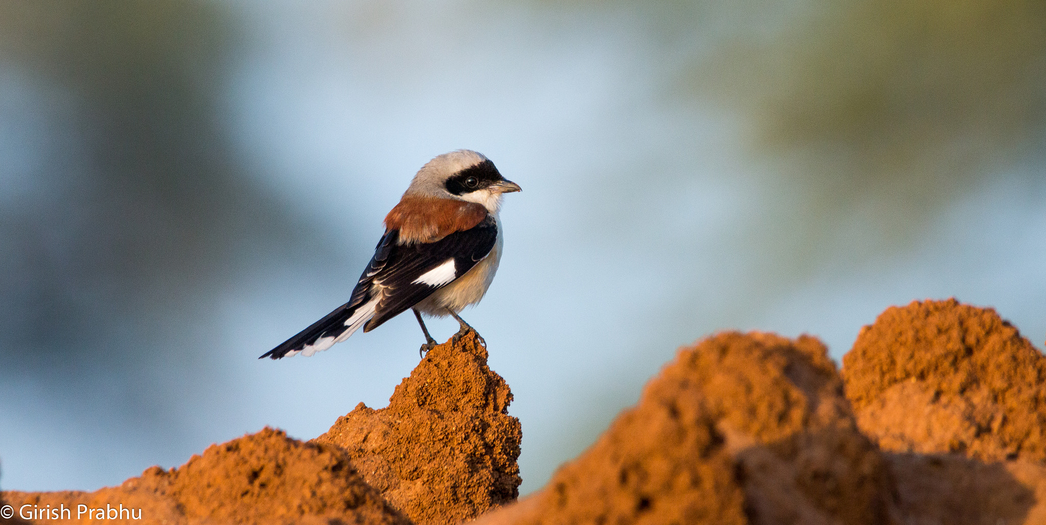 150-600mm F5-6.3 DG OS HSM | Contemporary 015 sample photo. Bay-backed shrike! photography