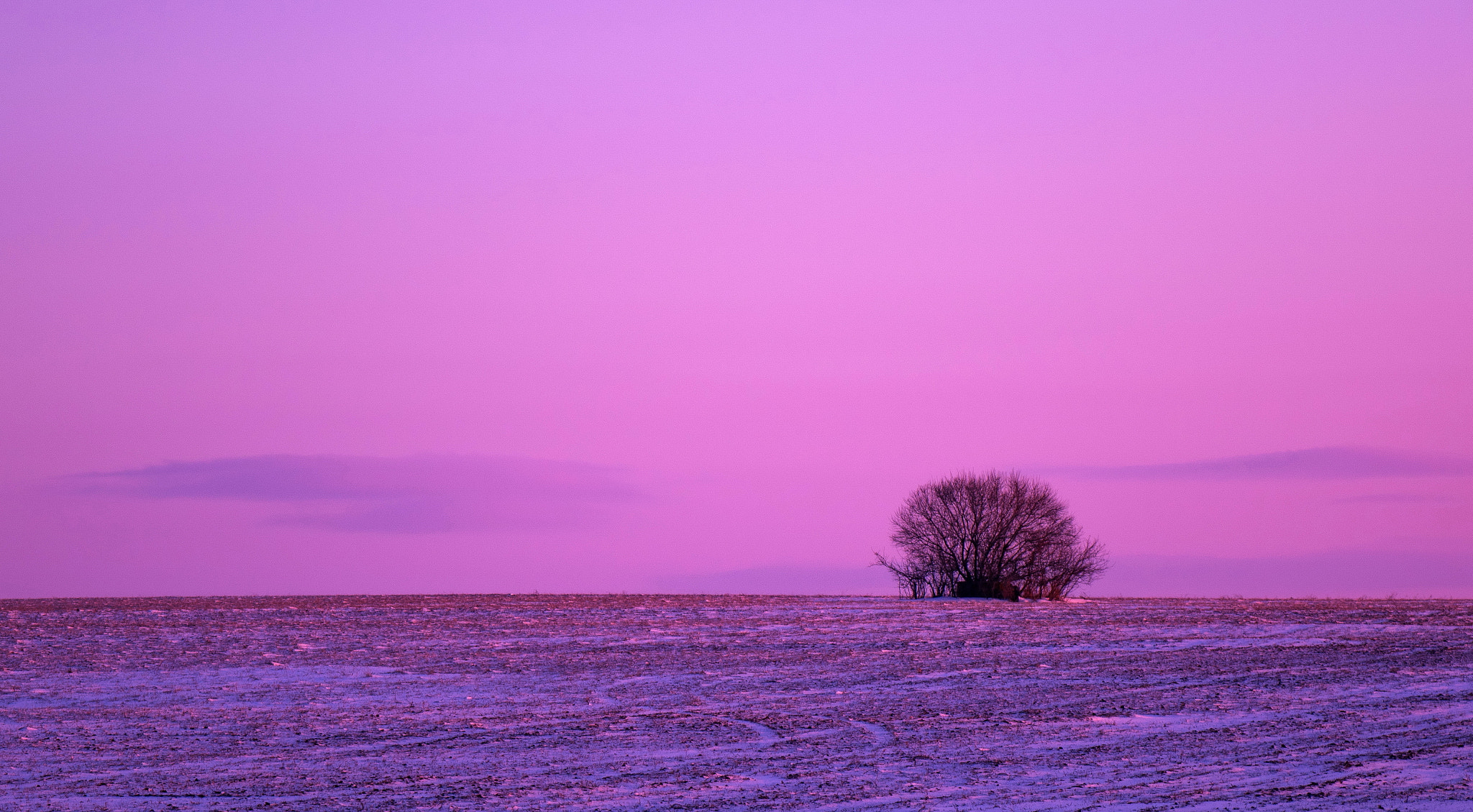 Sony Cyber-shot DSC-RX10 + 24-200mm F2.8 sample photo. Lonely tree photography