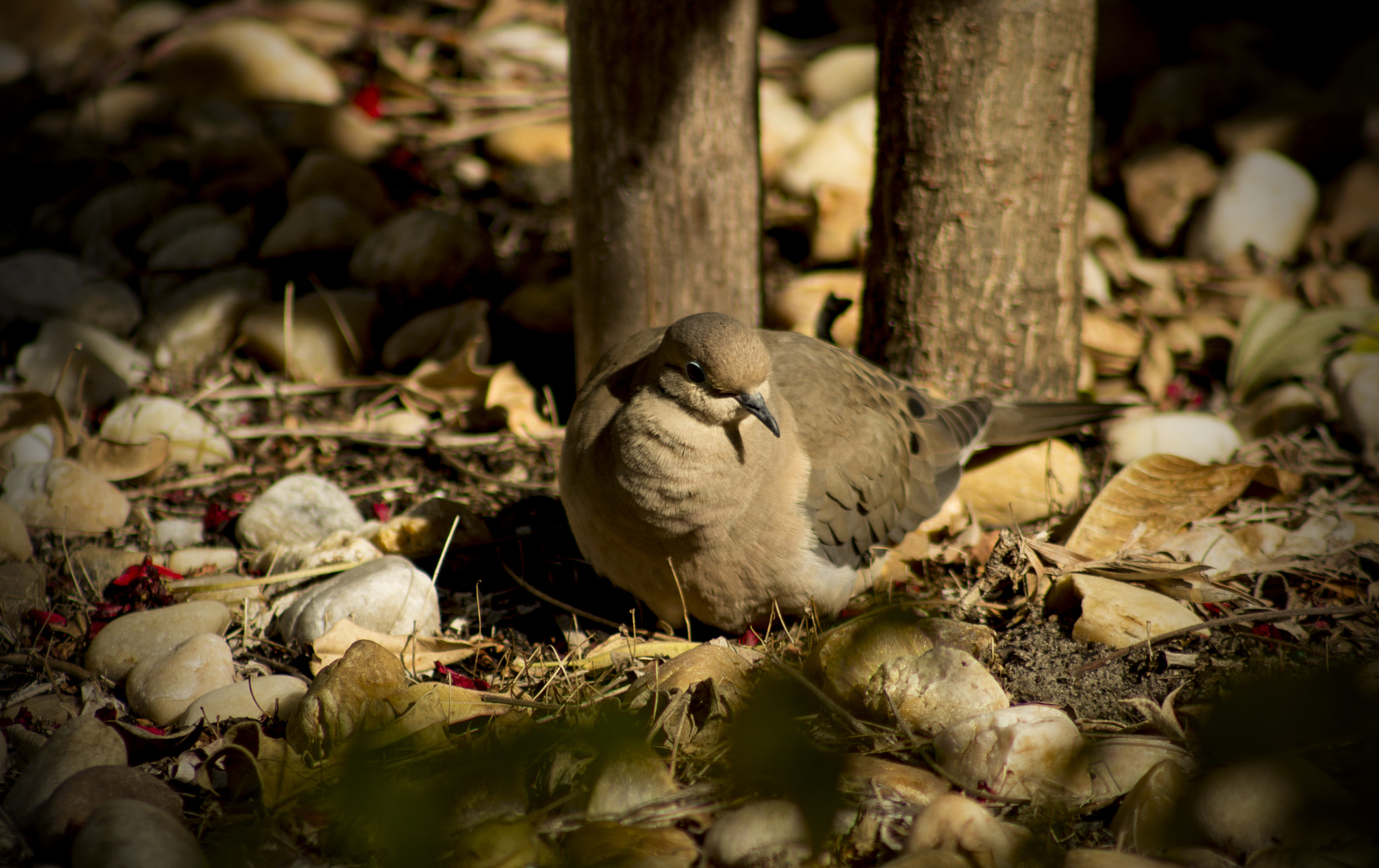 Canon EOS 100D (EOS Rebel SL1 / EOS Kiss X7) + EF75-300mm f/4-5.6 sample photo. Nestled in photography