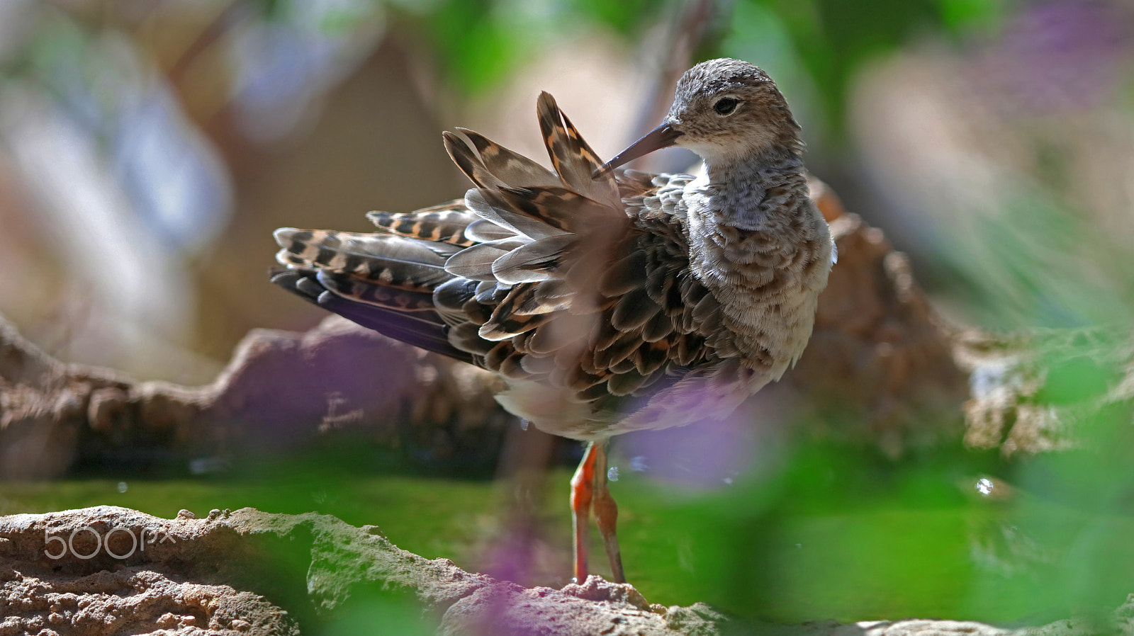 Canon EF 400mm F2.8L IS II USM sample photo. Bécasseau photography