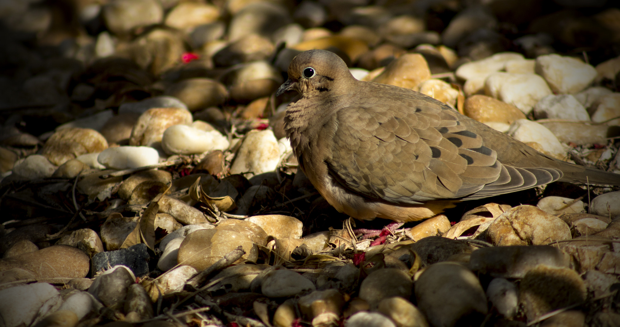 Canon EOS 100D (EOS Rebel SL1 / EOS Kiss X7) + EF75-300mm f/4-5.6 sample photo. Mourning dove photography