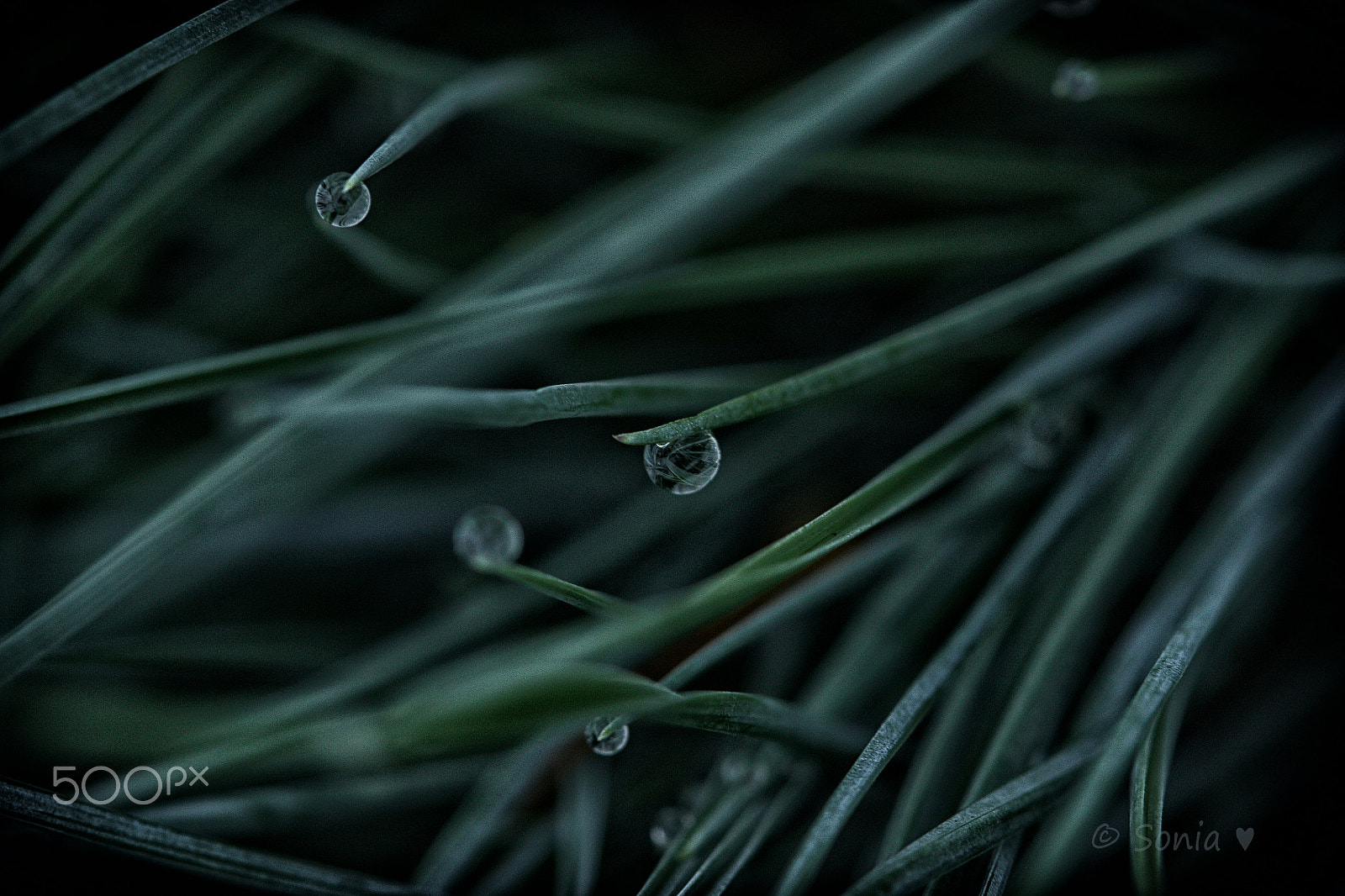 Canon EF 100mm F2.8 Macro USM sample photo. Blades of grass photography