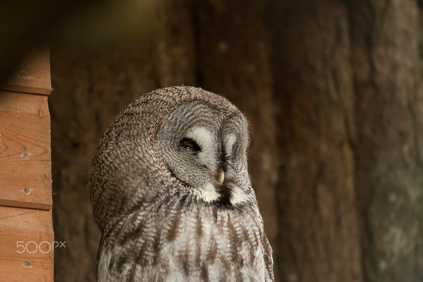 Canon EOS 50D + Canon EF 70-200mm F4L USM sample photo. Owl photography