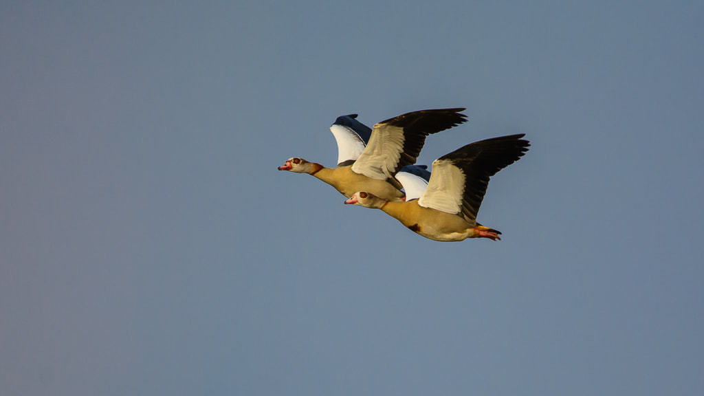 Nikon D7100 + Nikon AF-S Nikkor 300mm F4D ED-IF sample photo. Always together photography